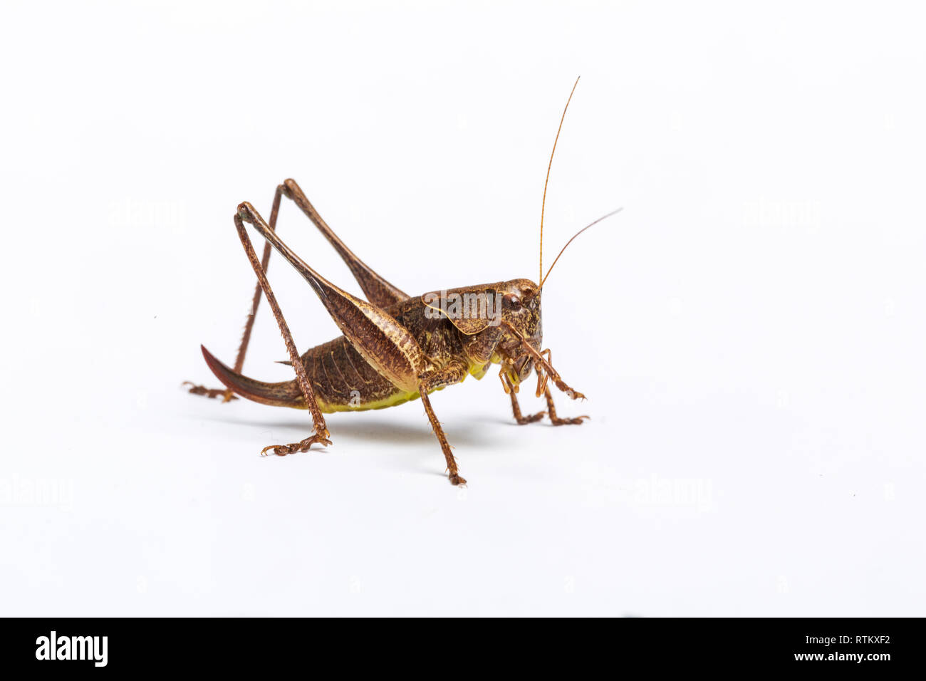 Dark Bush Cricket, Pholidoptera griseoaptera, femmina, Whitelye, Monmouthshire, Wales, Regno Unito Foto Stock