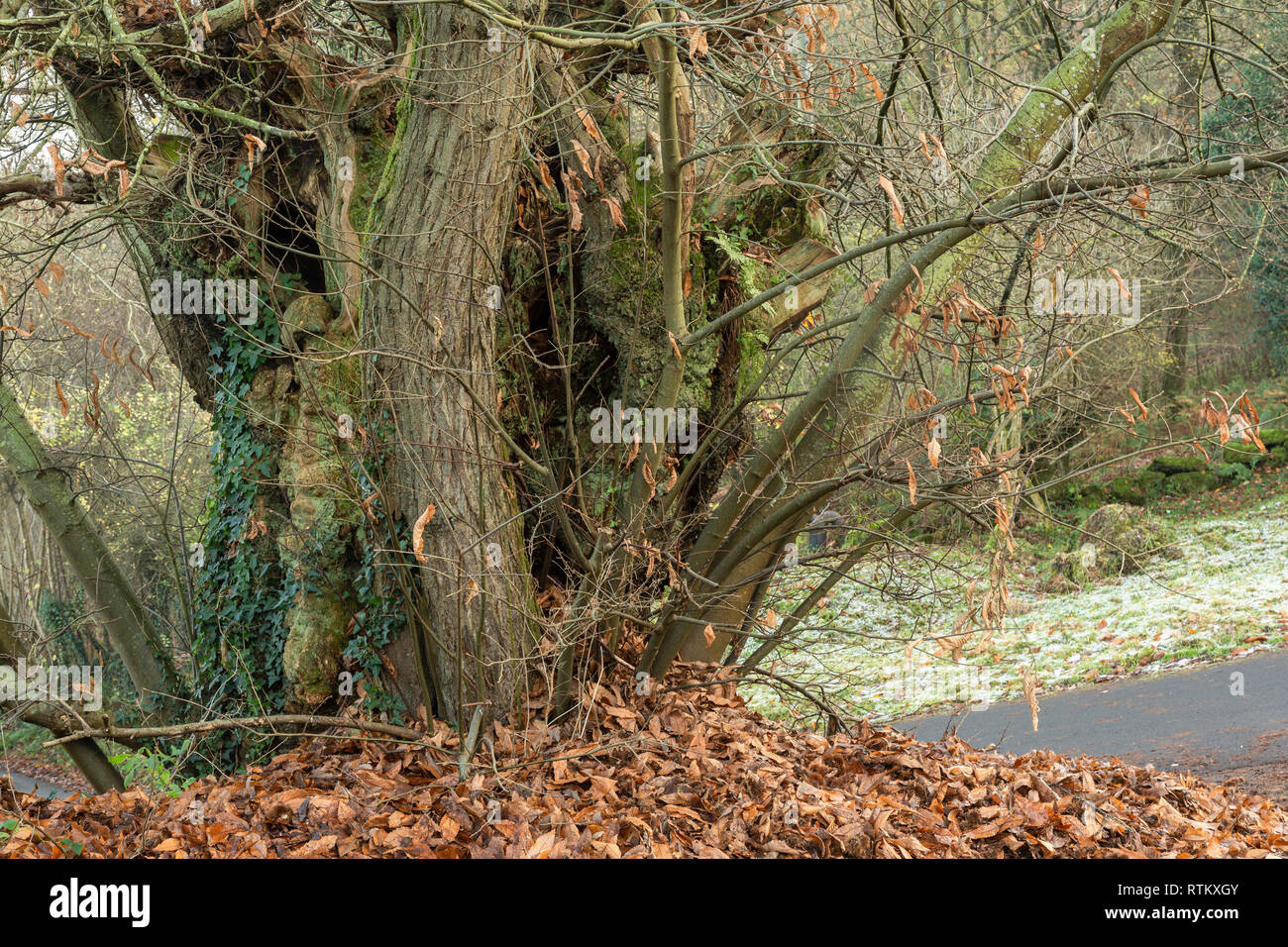 Un antico dolce castagno castanea sativa, vicino alla vecchia chiesa, Penallt, Monmouthshire. Foto Stock