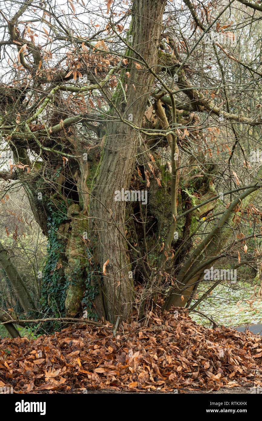 Un antico dolce castagno castanea sativa, vicino alla vecchia chiesa, Penallt, Monmouthshire. Foto Stock