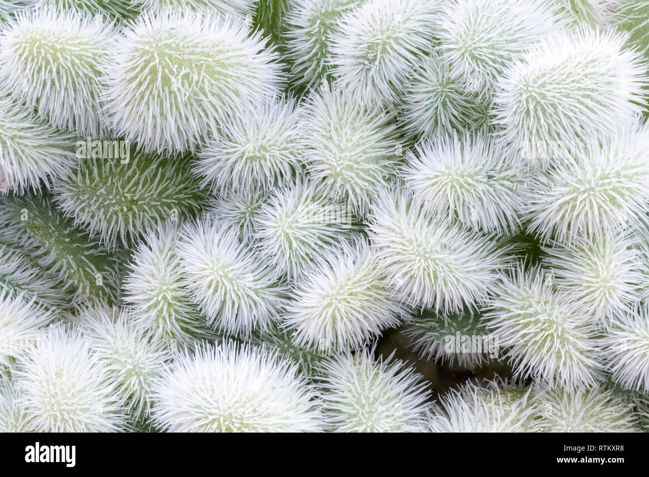 Sedum mocinianum, spesso erroneamente conosciuto come Sedum hintonii, foglie. Messico (in coltivazione). Focus-immagine sovrapposta. Foto Stock