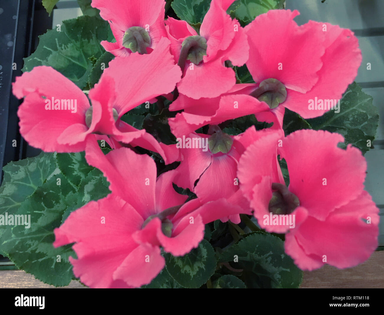 Ciclamino vicino. Macro. Un bellissimo sfondo luminoso con colori rosa di un ciclamino orizzontalmente. Primulaceae famiglia. Cyclamen persicum. Foto Stock