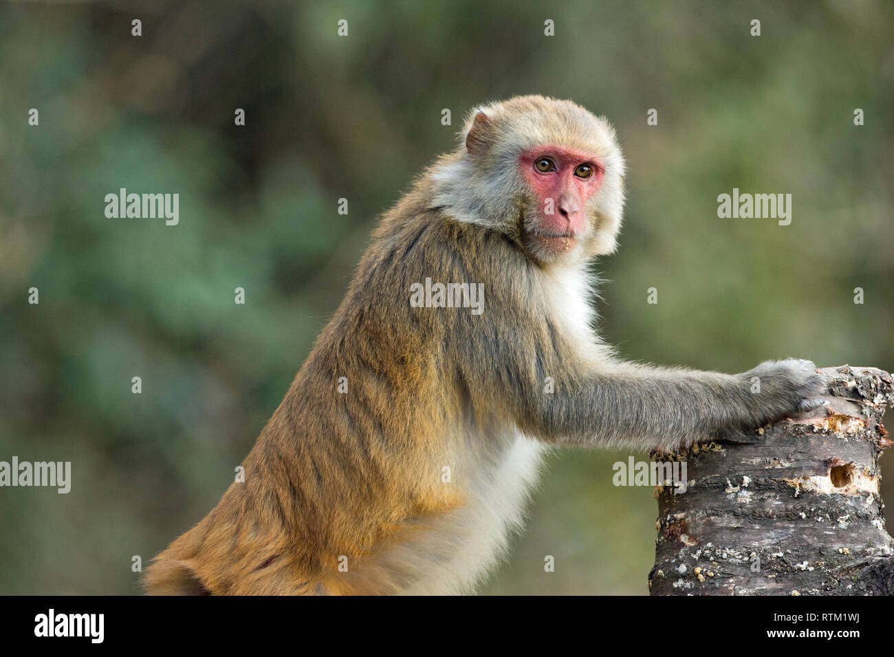 Macaco Rhesus (macaca mulatta). Inclinazione in avanti la ricerca di articoli alimentari all'interno di un albero rotto arto. Un occhiata di traverso. India del nord. Foto Stock