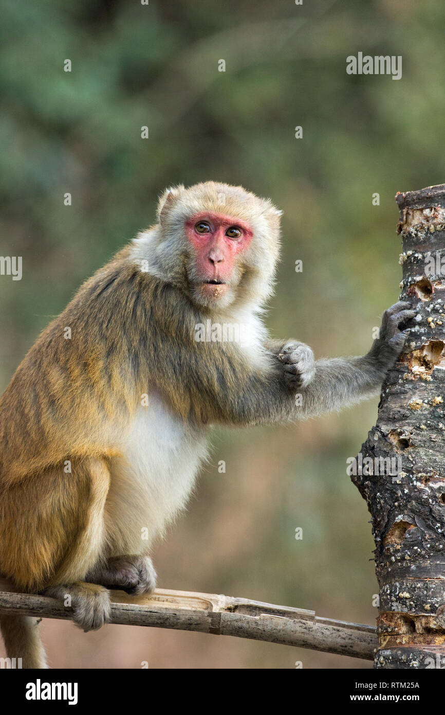 Macaco Rhesus (macaca mulatta). Scimmia adulta, ricerca, foraggio, per alimentare invertebrati gli elementi all'interno di un marciume ceppo di albero. India del nord. Foto Stock