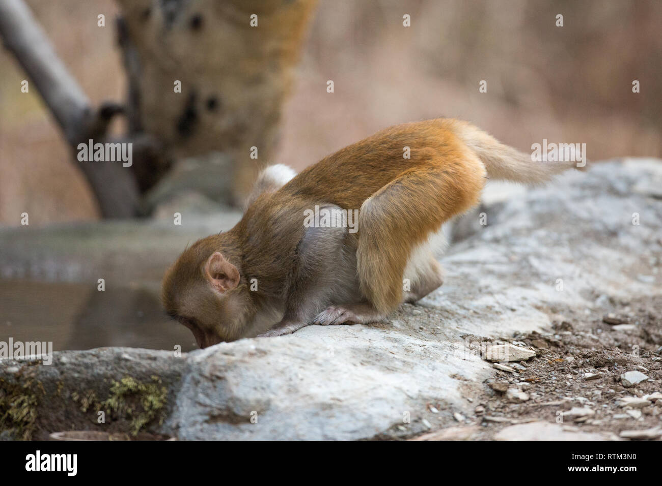 Giovani macaco Rhesus (macaca mulatta). A carponi, sporgersi in avanti per bere direttamente da una piscina di acqua. Su tutti e quattro gli arti. Coda di controbilanciamento. Foto Stock