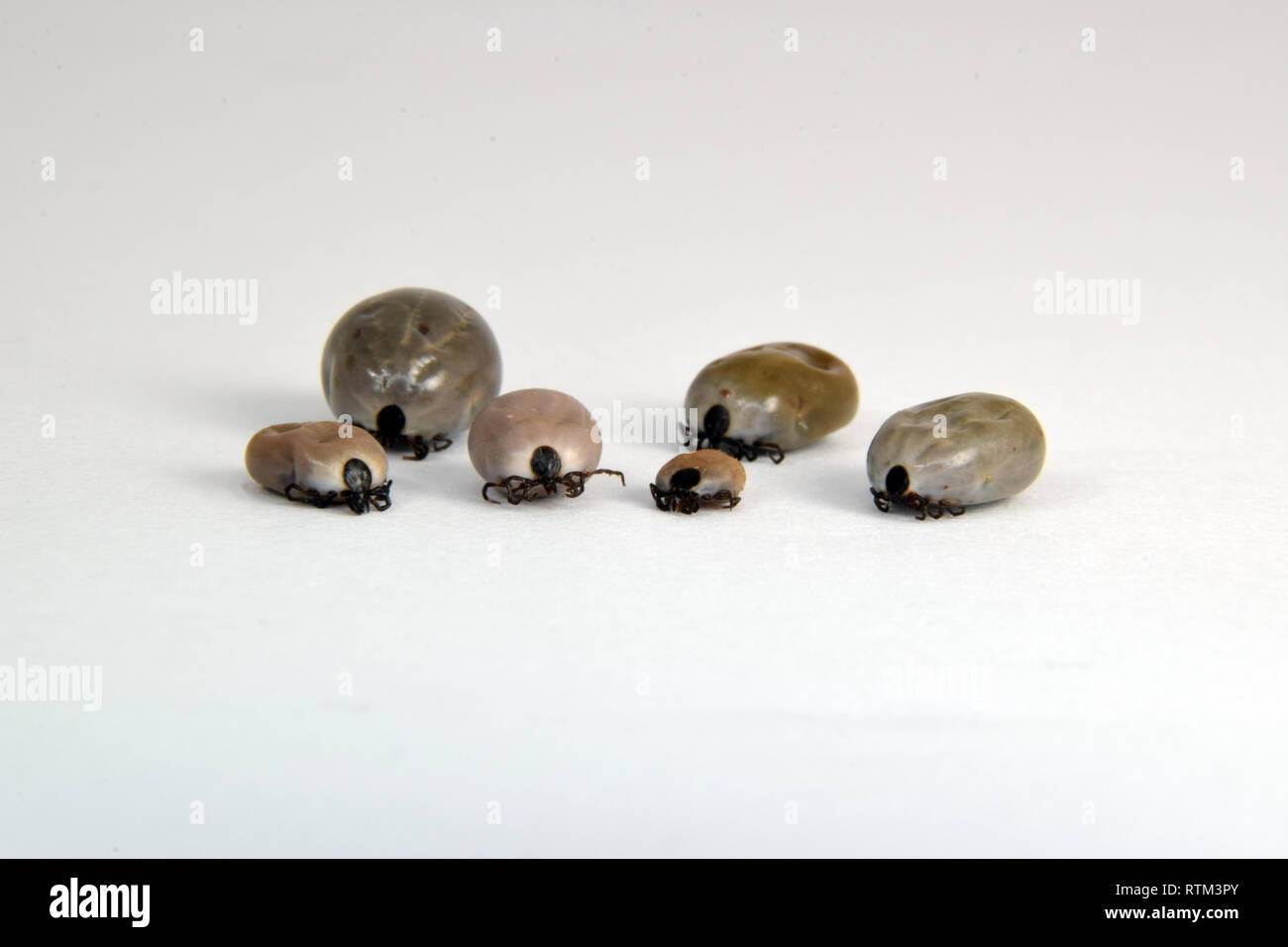 Ixodes ricinus riempito con sangue. Castor bean tick. Close up isolati su sfondo bianco Foto Stock