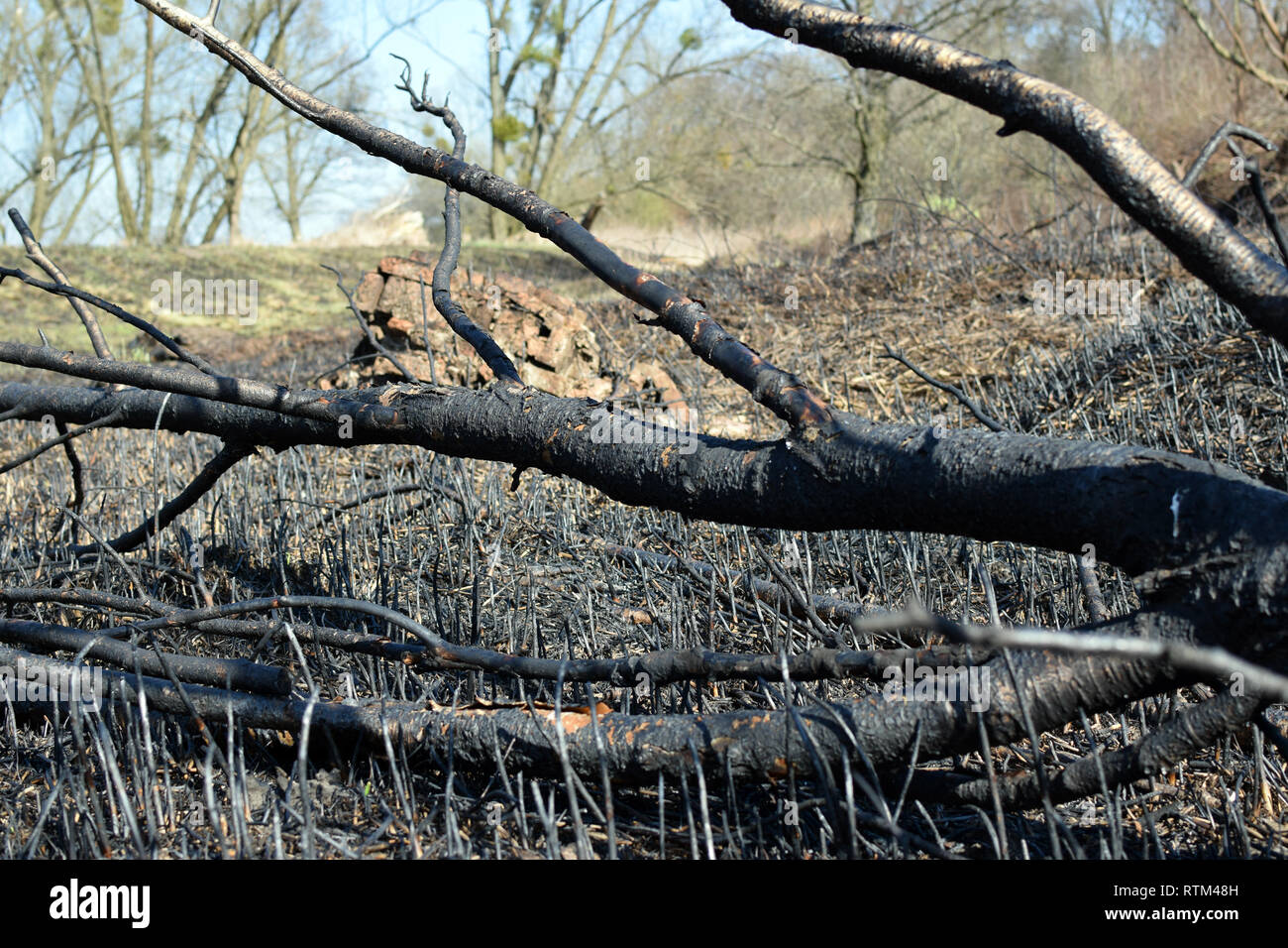 Tronco di albero dopo prato fire. Erba rinato dopo il fuoco. Foto Stock