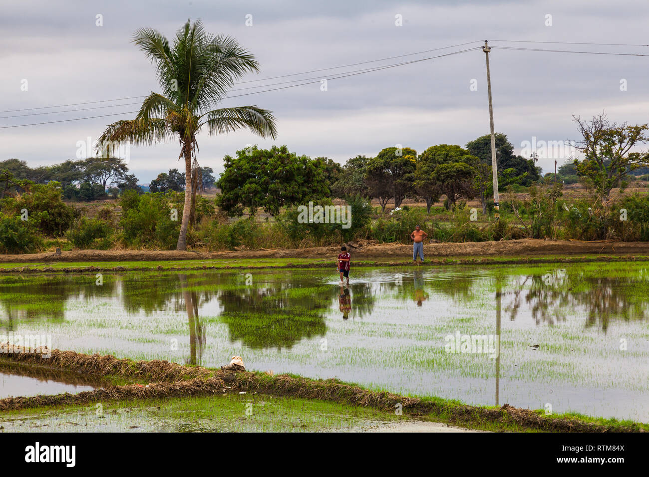 Mancora, Perù, Luglio 2018: gli agricoltori coltivando i loro raccolti di riso sulla costa nord del Perù Foto Stock