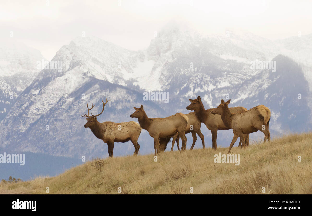 Rocky Mountain Elk - un toro e il suo harem si riuniscono di fronte innevate vette (real - non photoshopped in) Foto Stock