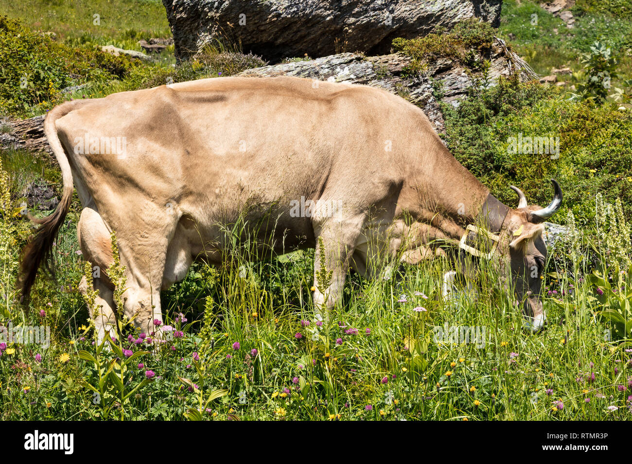 Mucca marrone su un prato fiorito di mangiare erba, dal sito, Alpi Svizzere Foto Stock