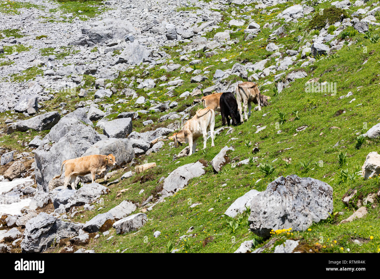 Brown vacche su un prato fiorito, alpi svizzere, Svizzera Foto Stock