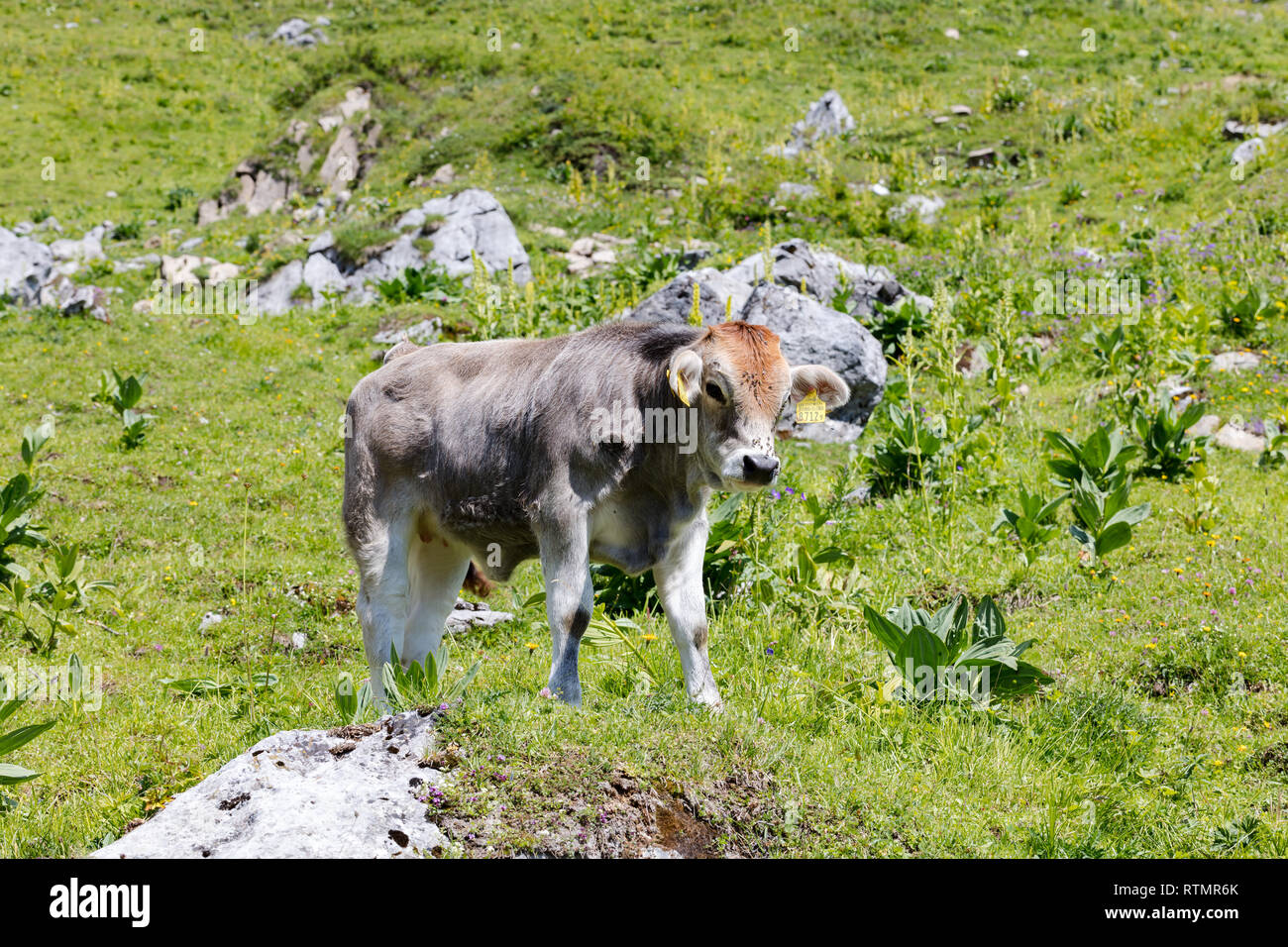 Vitello su un prato fiorito, guardando a voi, alpi svizzere, Svizzera Foto Stock