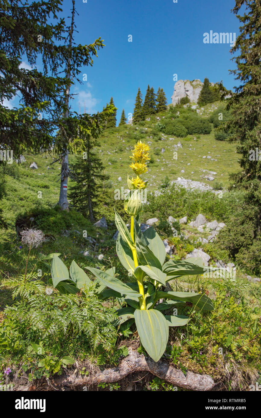 Grande giallo, genziana lutea Gentiana, nelle alpi svizzere, Svizzera Foto Stock