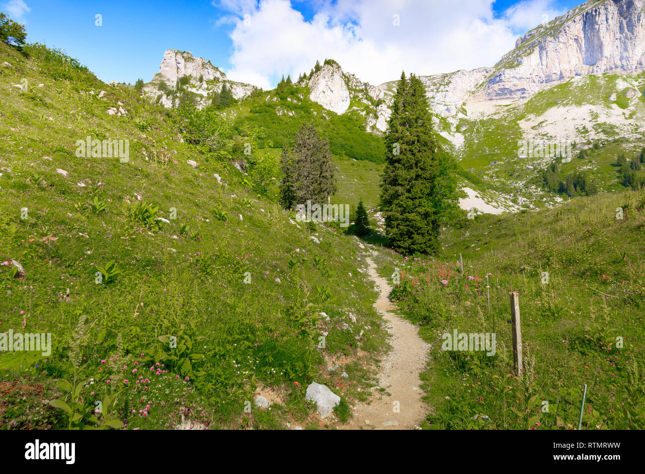 A piedi attraverso un prato di fiori alla Eggstock, Alpi Svizzere Foto Stock