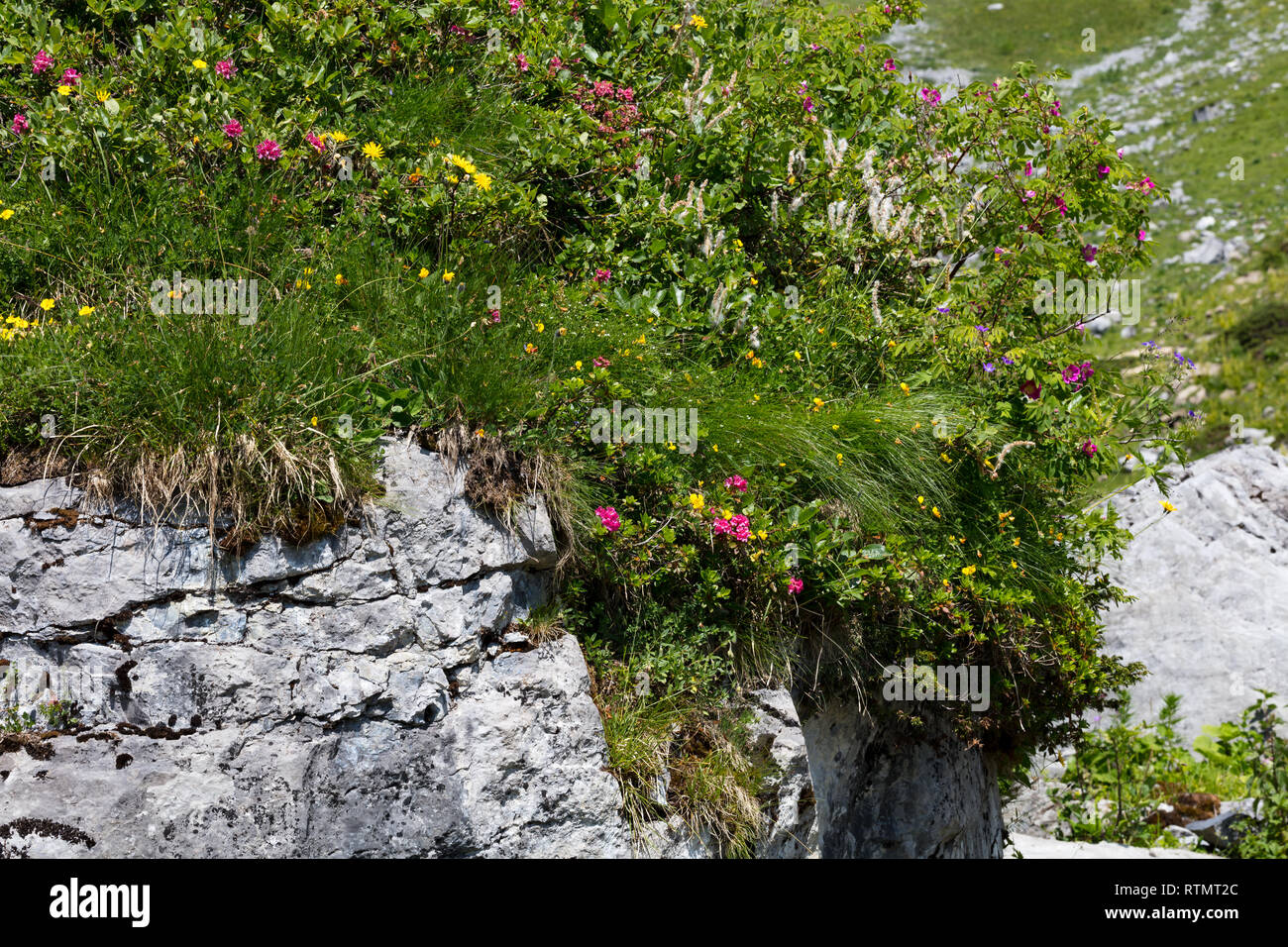 Fiori di campo su una grossa pietra, Alpi Svizzere Foto Stock