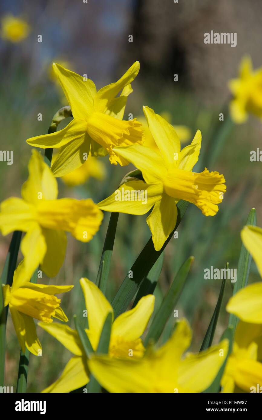 Più steli di daffodil fiori su una banca erbosa all'aperto in condizioni di luce solare intensa. Vivid petali gialli e trombe in una messa a fuoco nitida, con altri narcisi Foto Stock