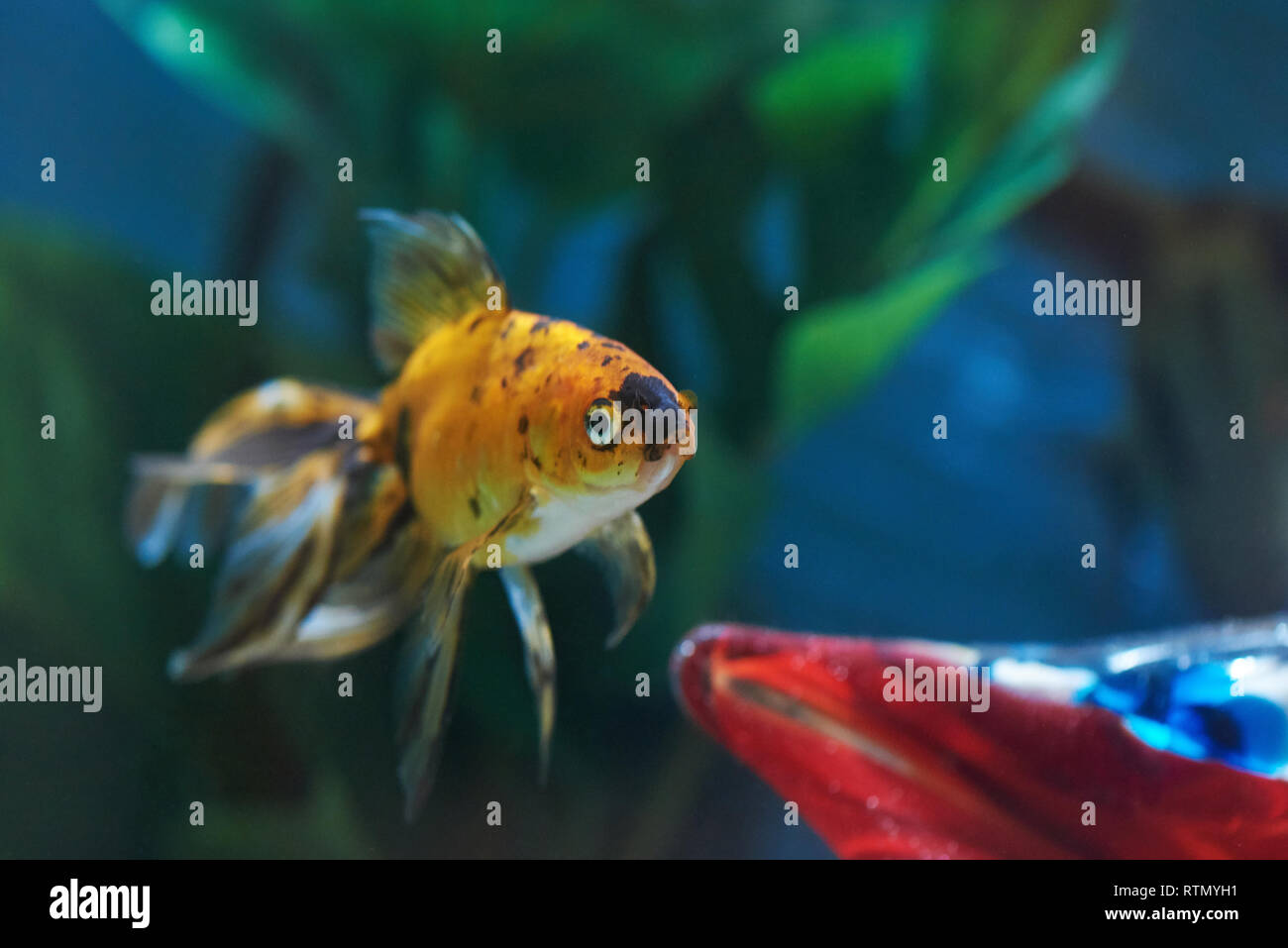 Un vecchio goldfish nel profondo blu acquario d'acqua Foto Stock