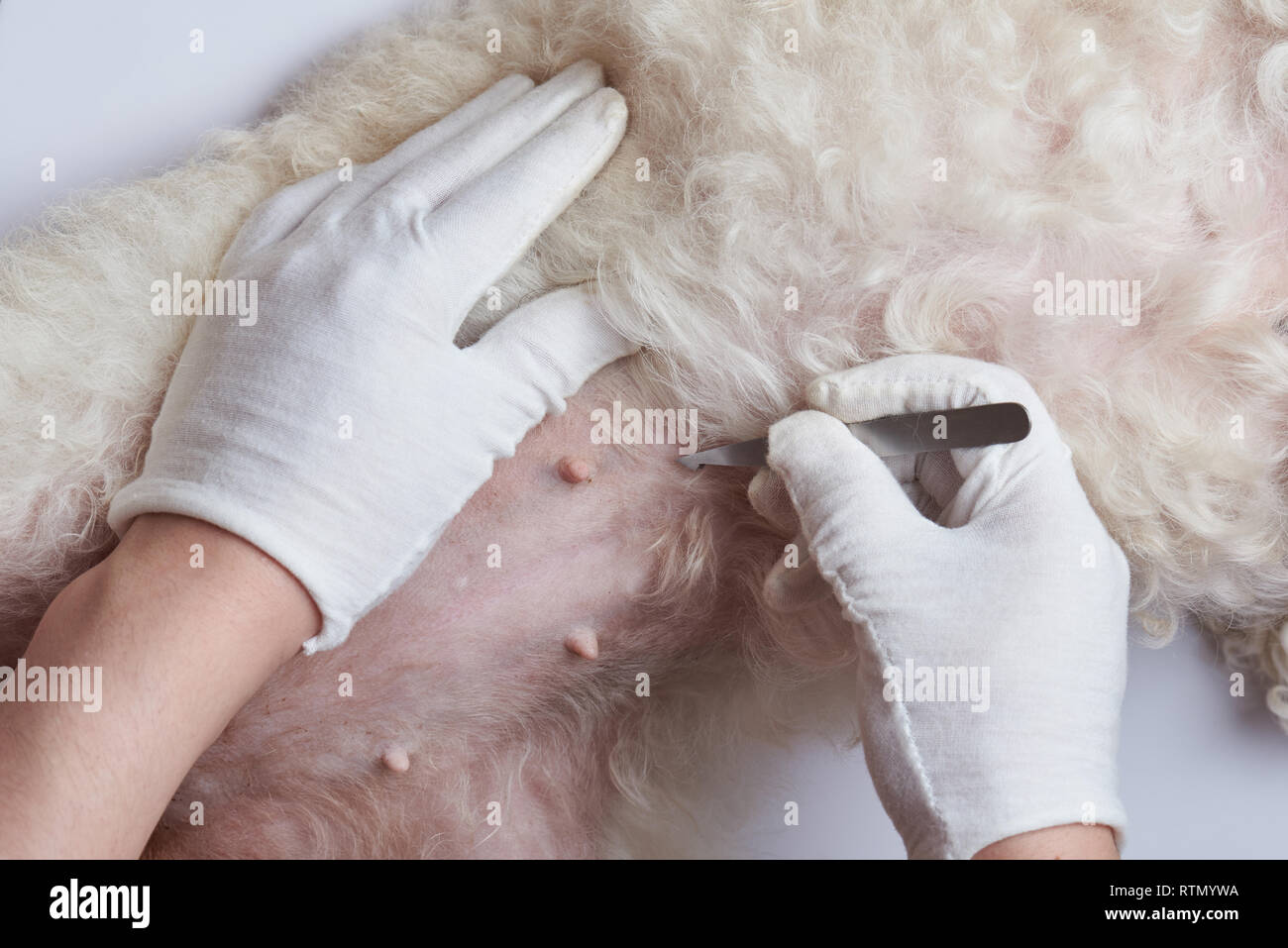 Controllo cane pancia in clinica veterinaria vista da vicino Foto Stock