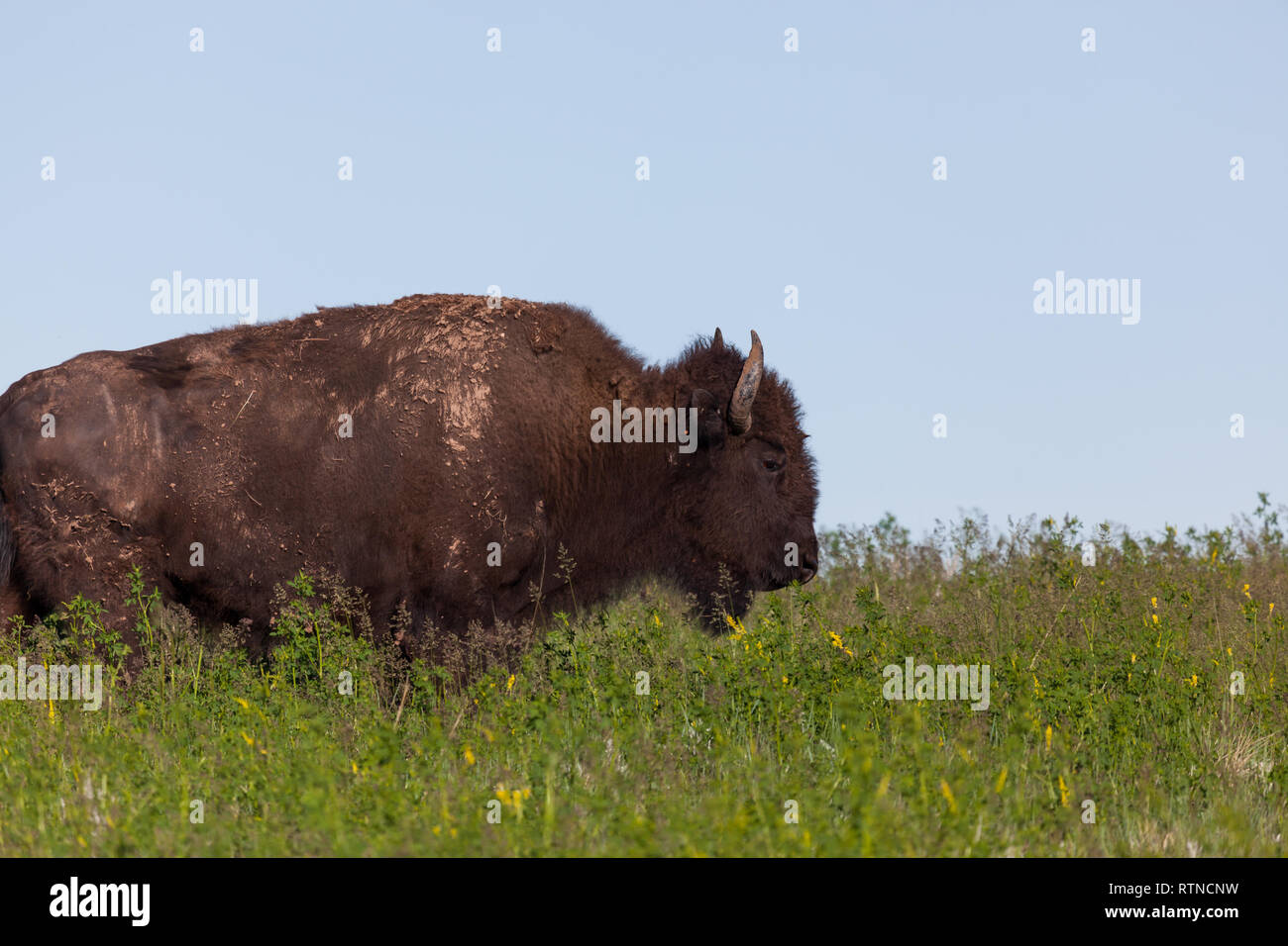 Il profilo di un grande bison con fango incrostato fur camminando attraverso la molla di alti fiori selvaggi nella prateria terre di Custer State Park nel Sud Dakota. Foto Stock