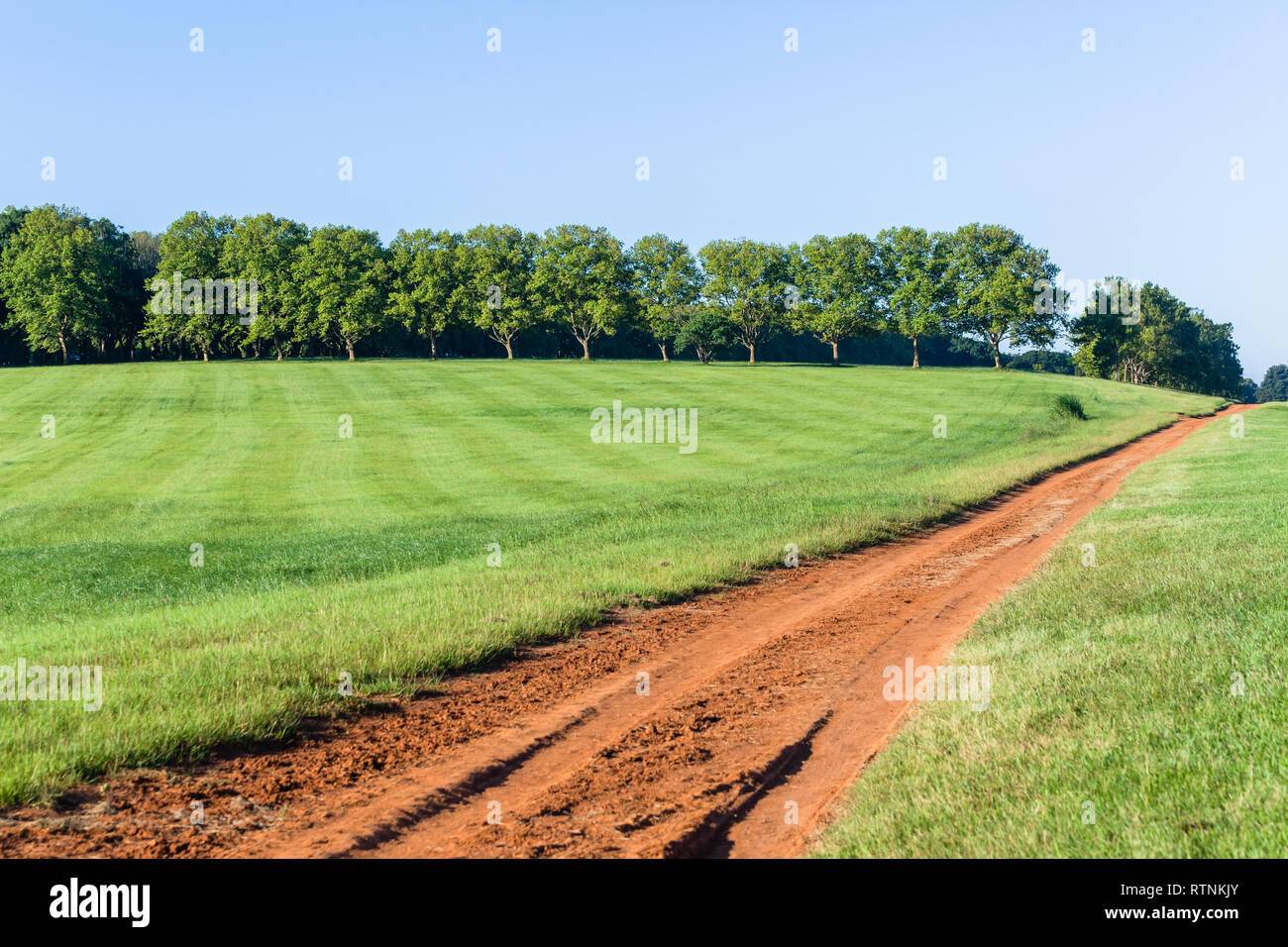 Erba verde collina con strada sterrata via verso gli alberi lontani un paesaggio paesaggio estivo. Foto Stock