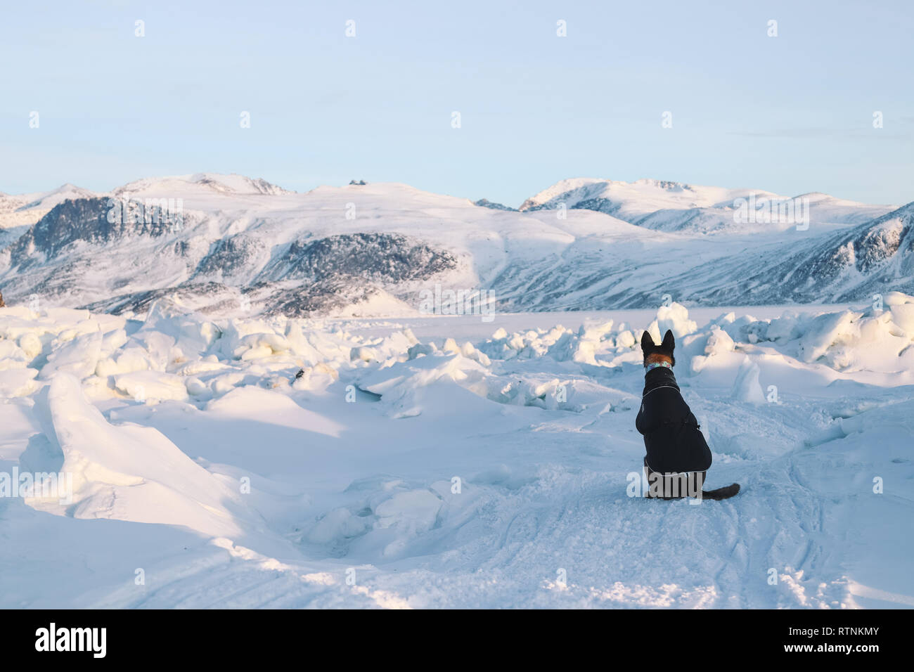 Un cane viene preso per una passeggiata su campi di ghiaccio e contemporaneamente proteggere il viandante da orsi polari Foto Stock