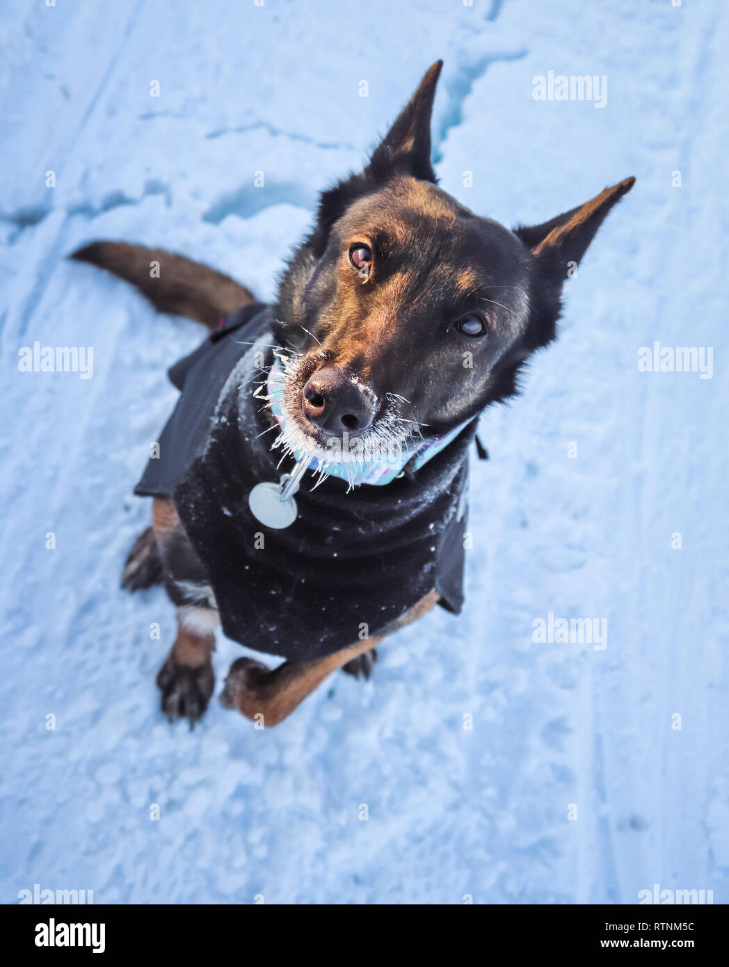 Malinois belga con una barba di neve come egli cammina sopra il ghiaccio artico Foto Stock