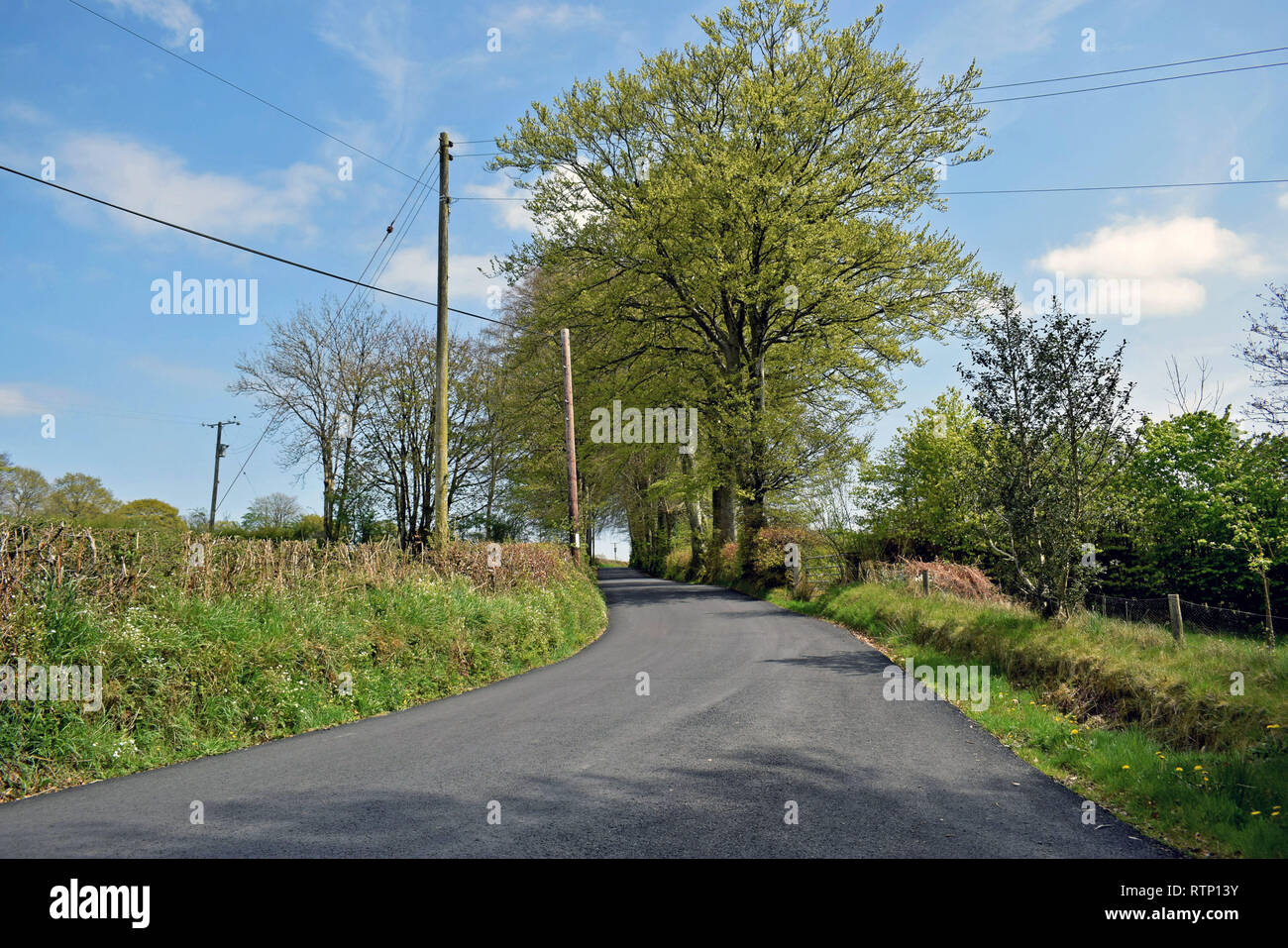 Paese pacifico corsia tra le siepi e alberi con un cielo azzurro sfondo in Galles Foto Stock