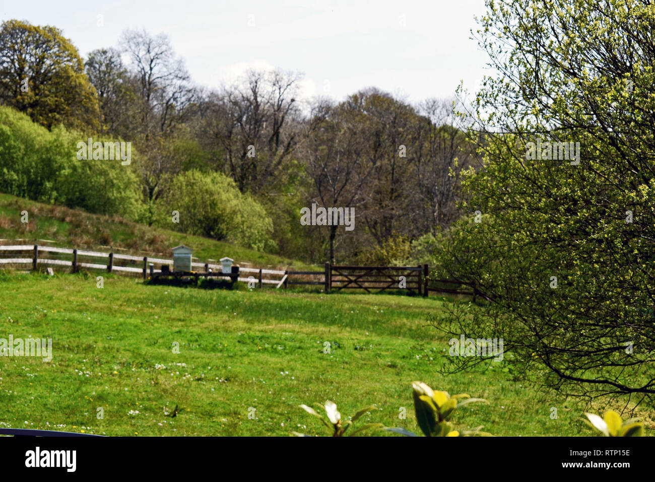 Vista su tutta la campagna del Welsh con lussureggiante verde erba nei campi circondato da alberi e arbusti ed un cielo blu sullo sfondo Foto Stock