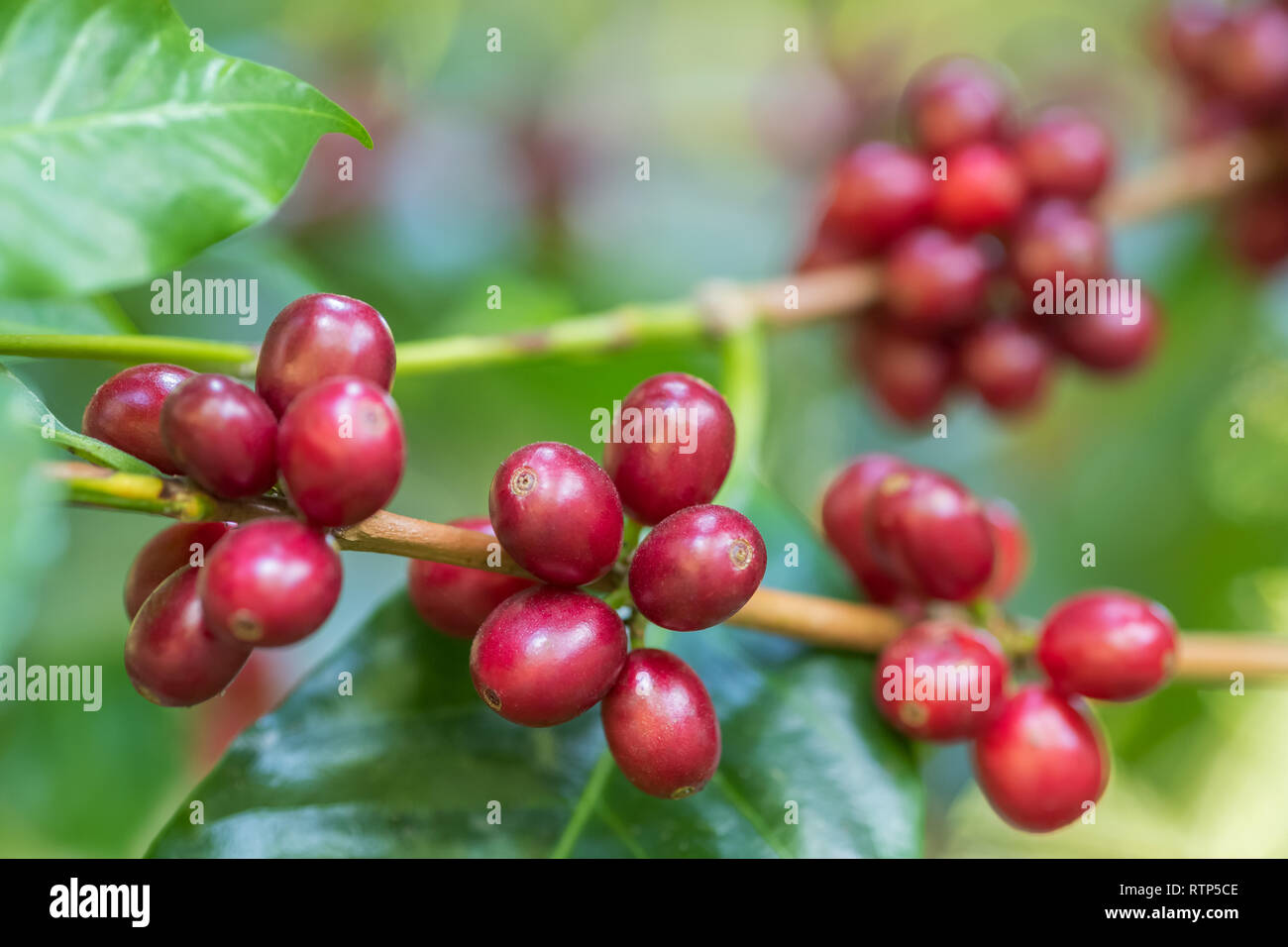 I chicchi di caffè maturazione su un albero Foto Stock