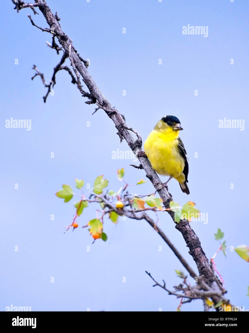 American Cardellino (Spinus tristis) in corrispondenza del bacino di Sepulveda riserva faunistica, Van Nuys, CA, Stati Uniti d'America. Foto Stock