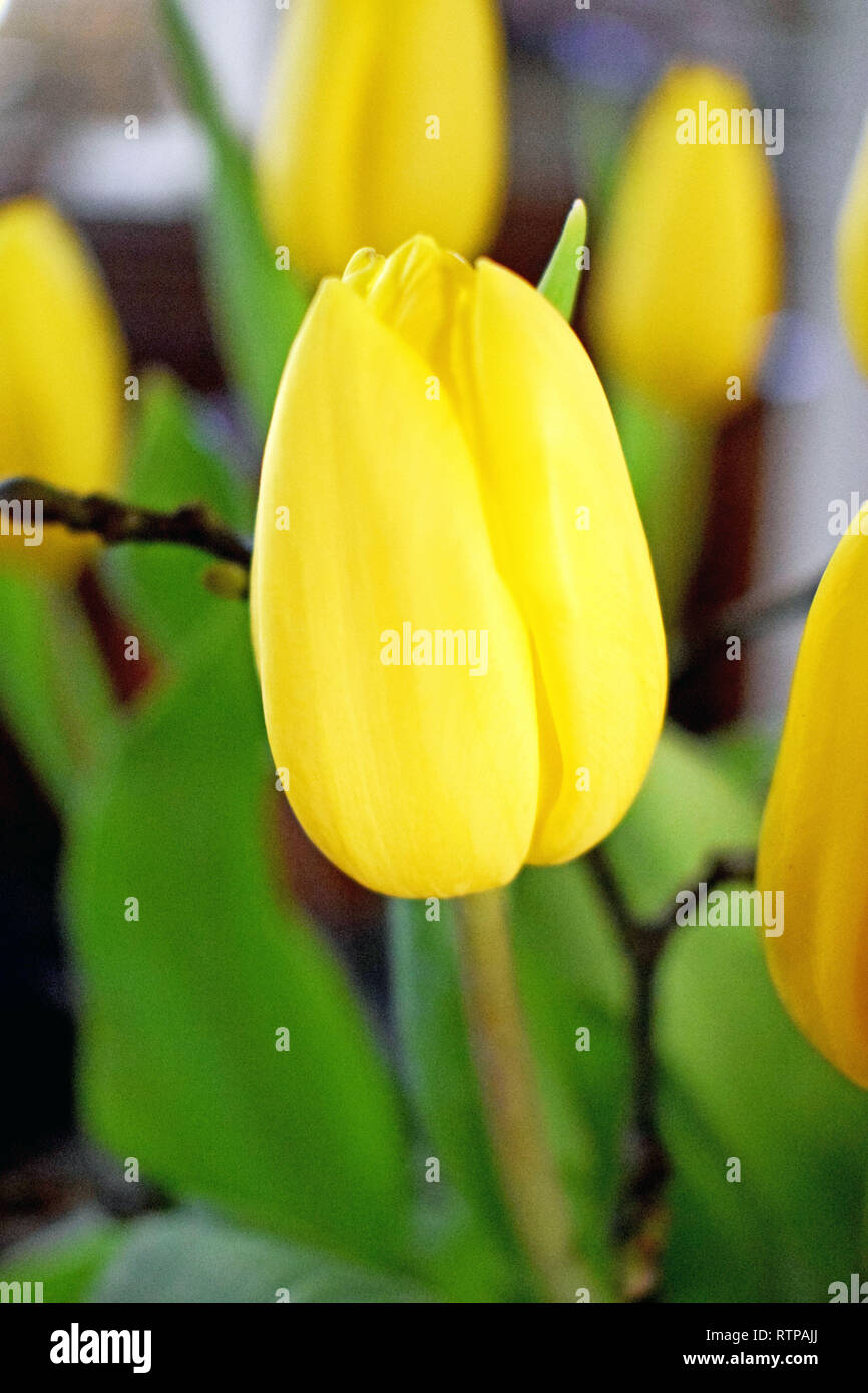 In prossimità di alcuni tulipano giallo boccioli e verde della foglia Foto Stock