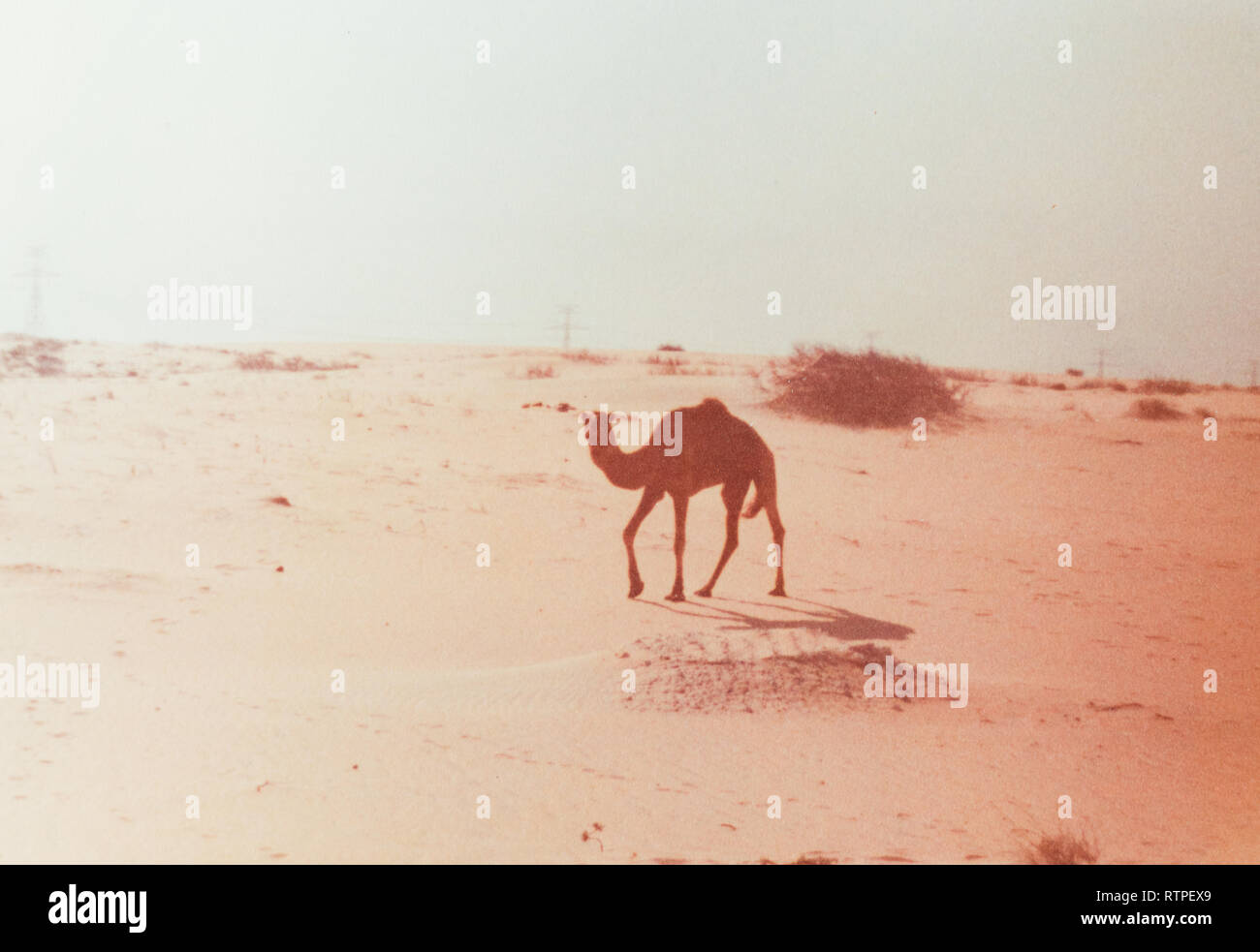 Cammelli pascolano e si muovono a loro pastore la direzione Quarrayah vicino spiaggia, al di fuori di Abqaiq, Arabia Saudita nel tardo 70s. Foto Stock