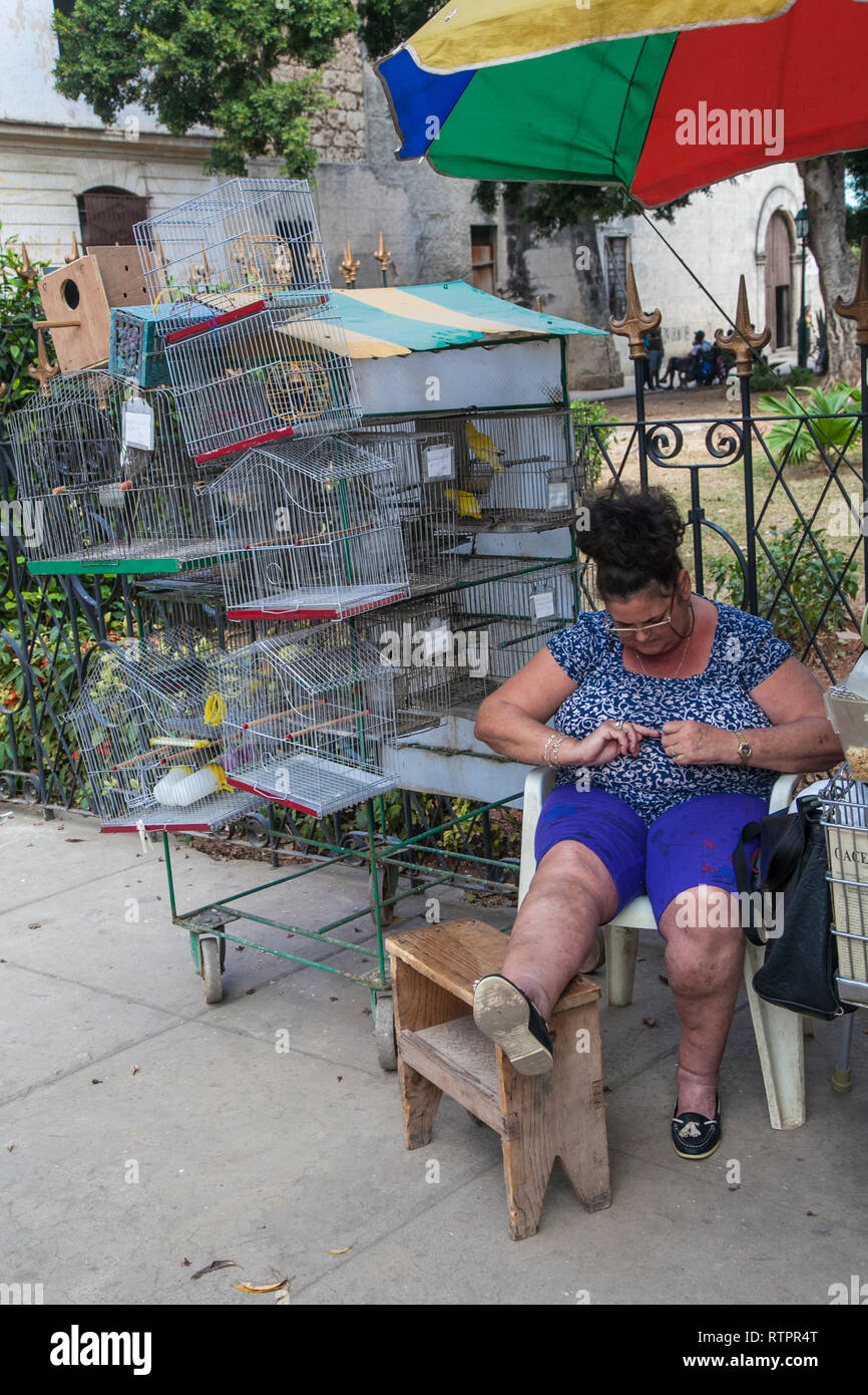 L'Avana, Cuba - 21 Gennaio 2013: una vista delle strade della città con il popolo cubano. Un paffuto donna vende gli uccelli al di fuori. Foto Stock