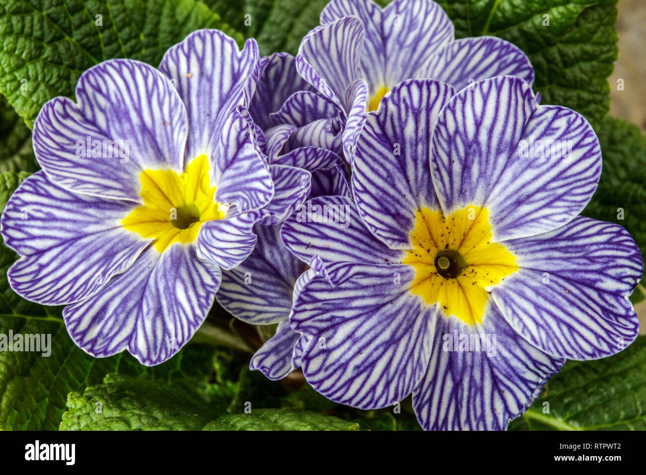 Primrose 'Zebra Blu' Polyanthus Foto Stock