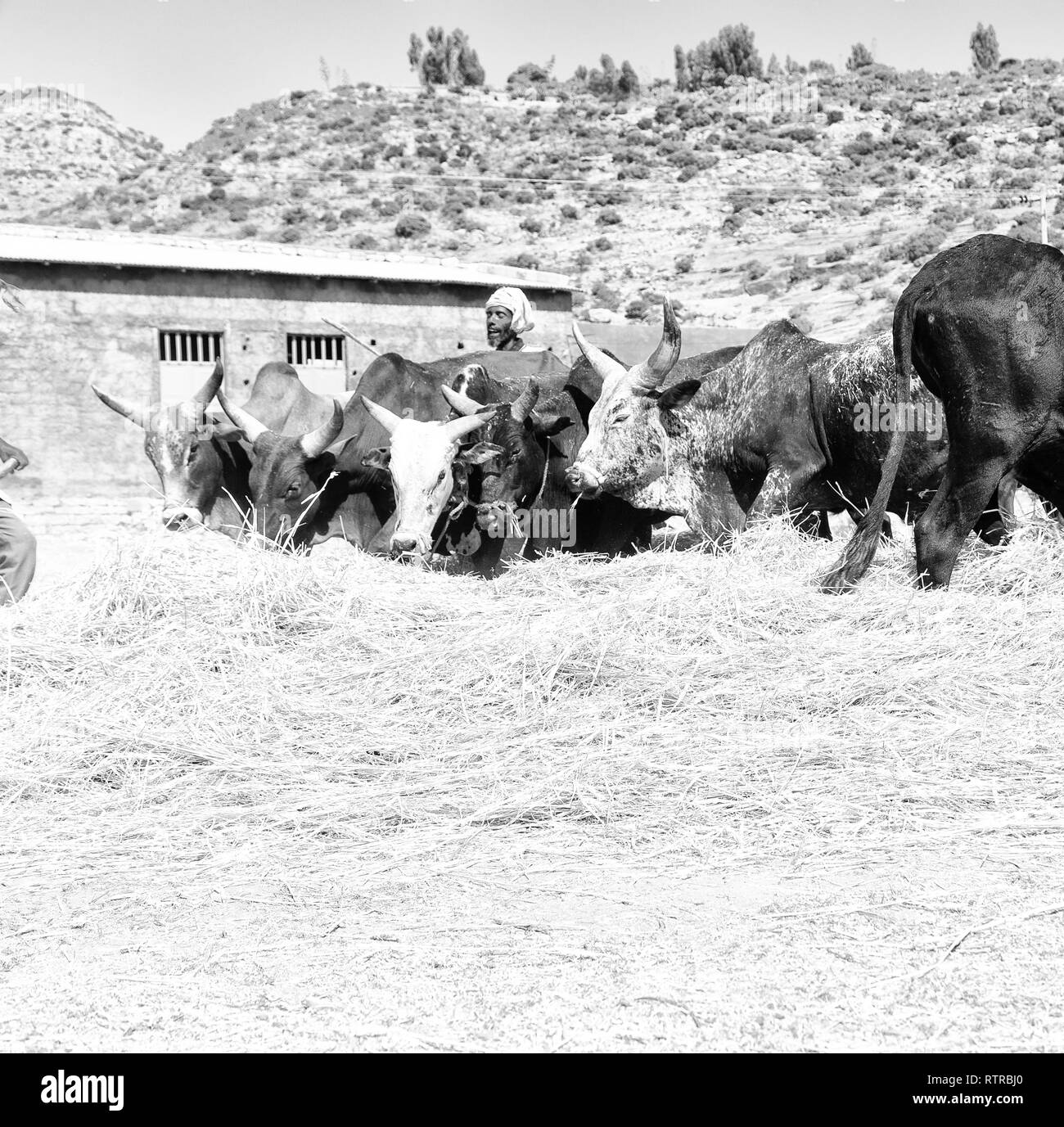 Etiopia,DANAKIL-CIRCA GENNAIO 2018--l'agricoltore non identificato e la vacca battere il grano per pulirlo Foto Stock