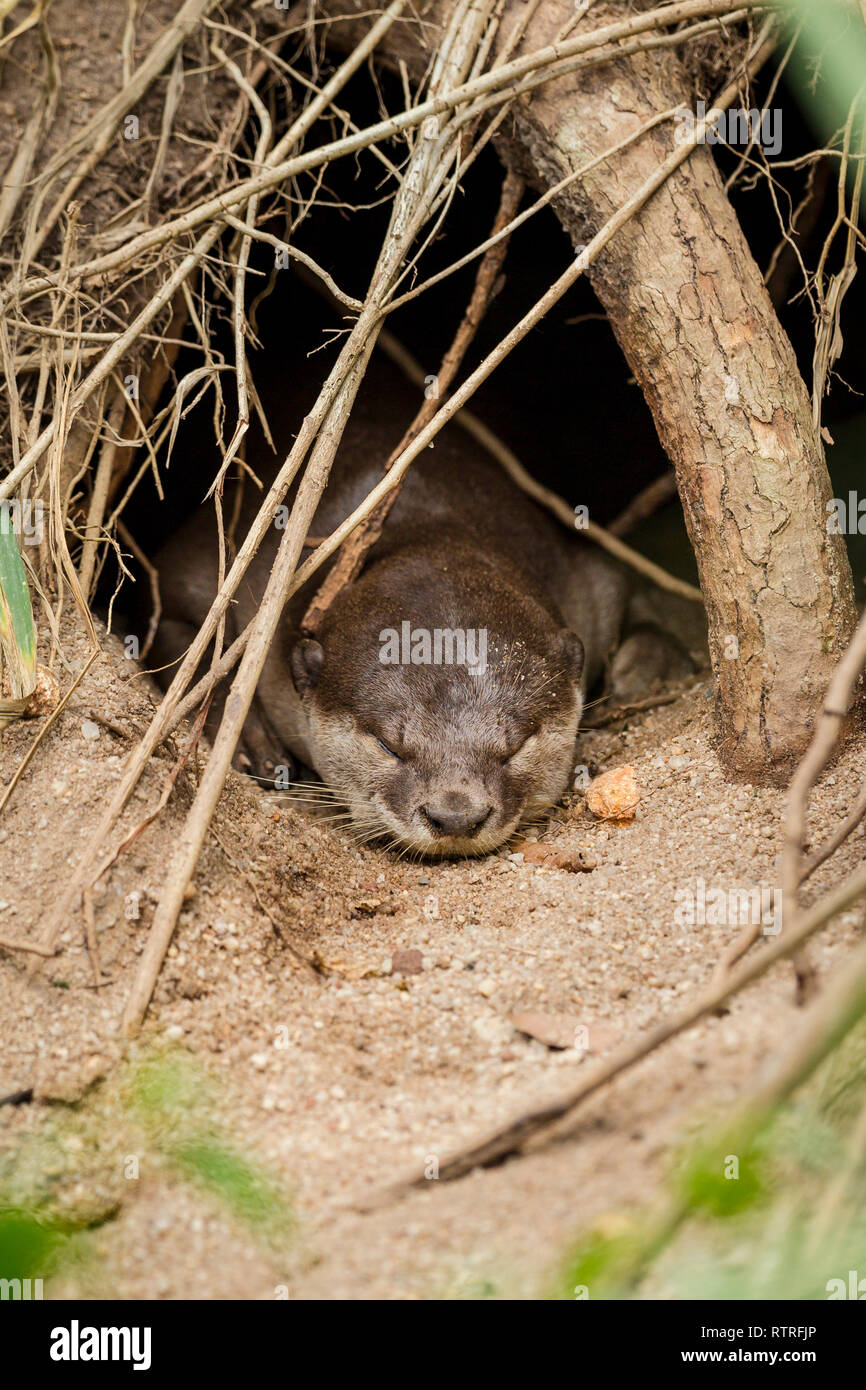Rivestimento liscio Otter poggiante sulla spiaggia Foto Stock