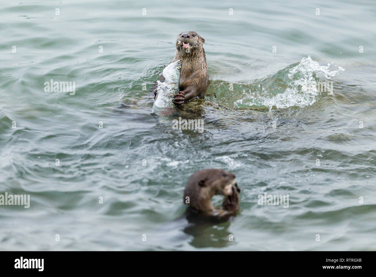 Rivestimento liscio Otter fratelli mangiare appena catturati barramundi in mare Foto Stock