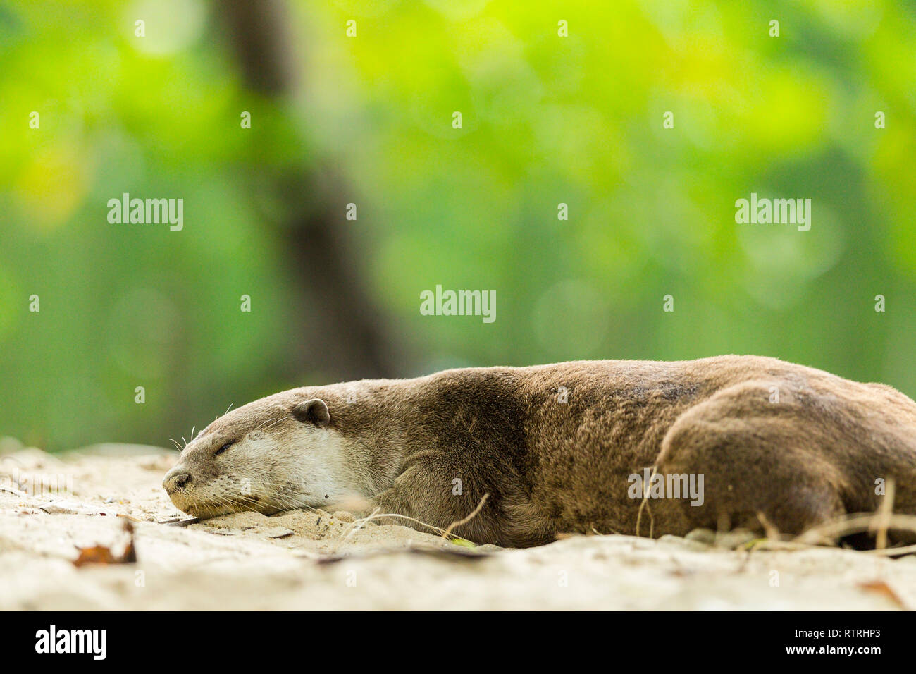 Rivestimento liscio Otter poggiante sulla spiaggia Foto Stock