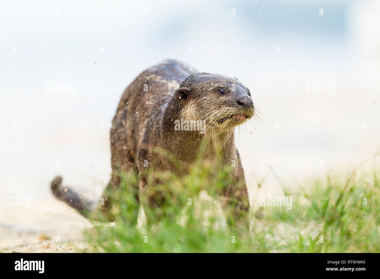 Maschio adulto di rivestimento liscio profumo Lontra di marcatura del territorio costiero Foto Stock