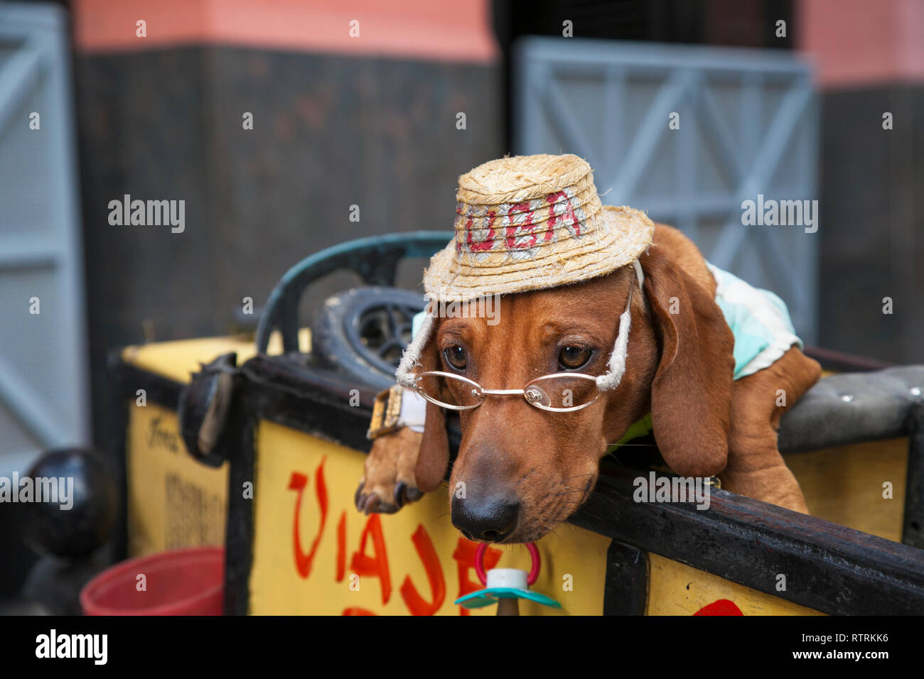 L'Avana, Cuba - 24 Gennaio 2013: vista sul centro città di piazze e strade. Un cane da circo rappresentano per i turisti, cane ha un cappuccio. Foto Stock