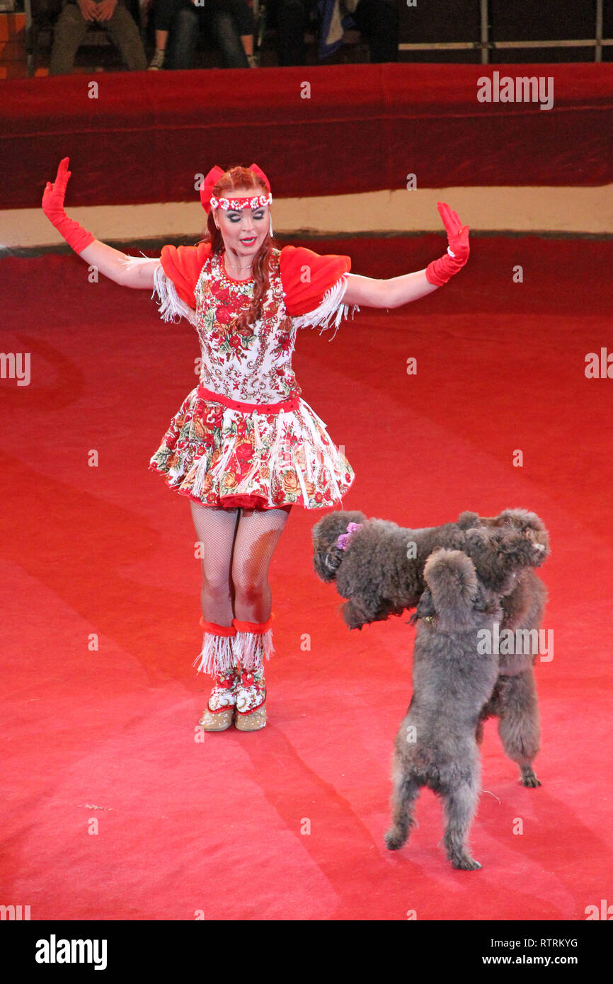 Gatti addestrati di eseguire nel circus arena. Cani addestrati nel circus. Divertenti cani. Tre gatti saltando su red circus arena. Circus performance con p Foto Stock