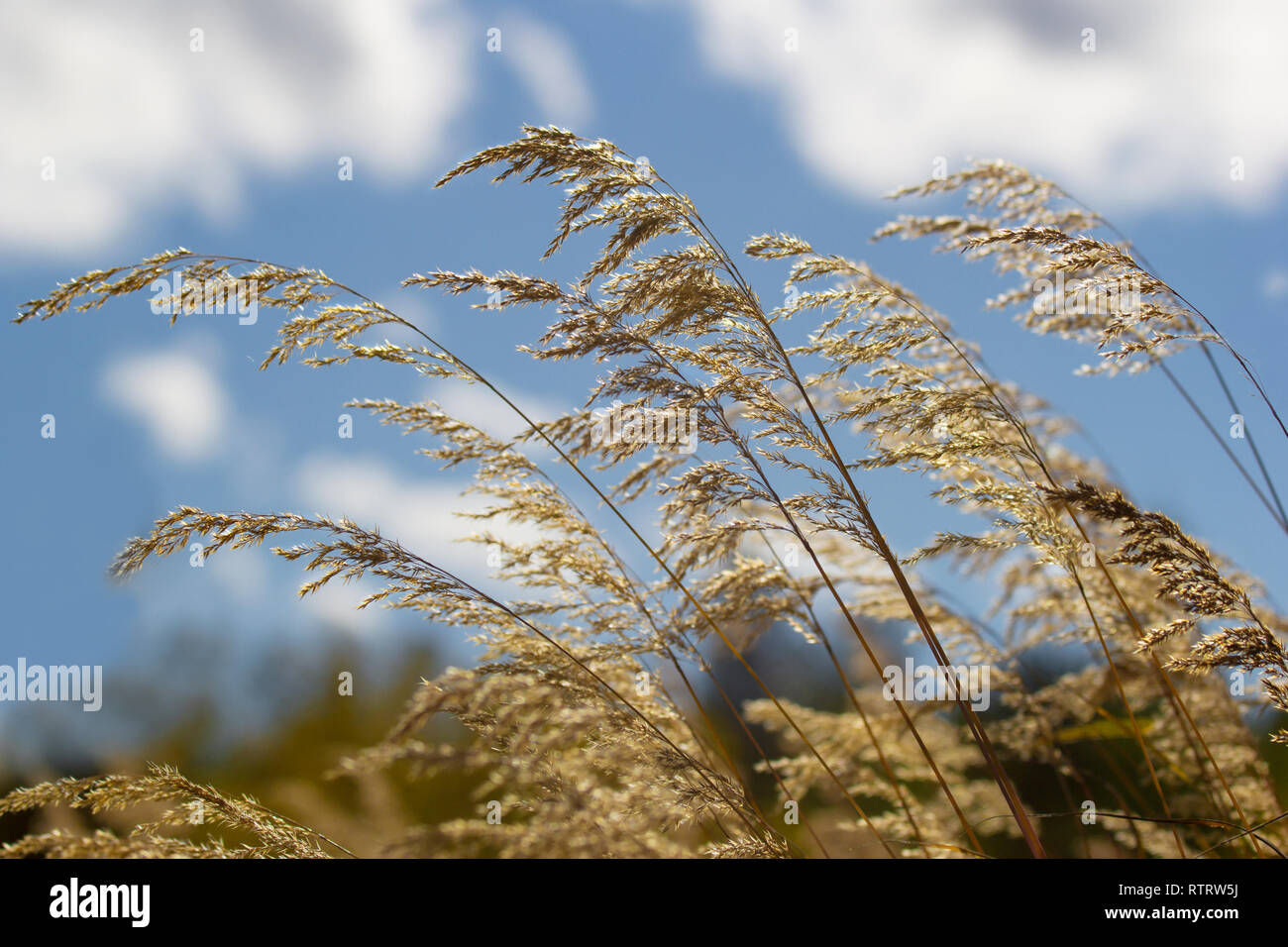 Spighe di grano giallo Erba autunno contro il blu cielo molto nuvoloso Foto Stock