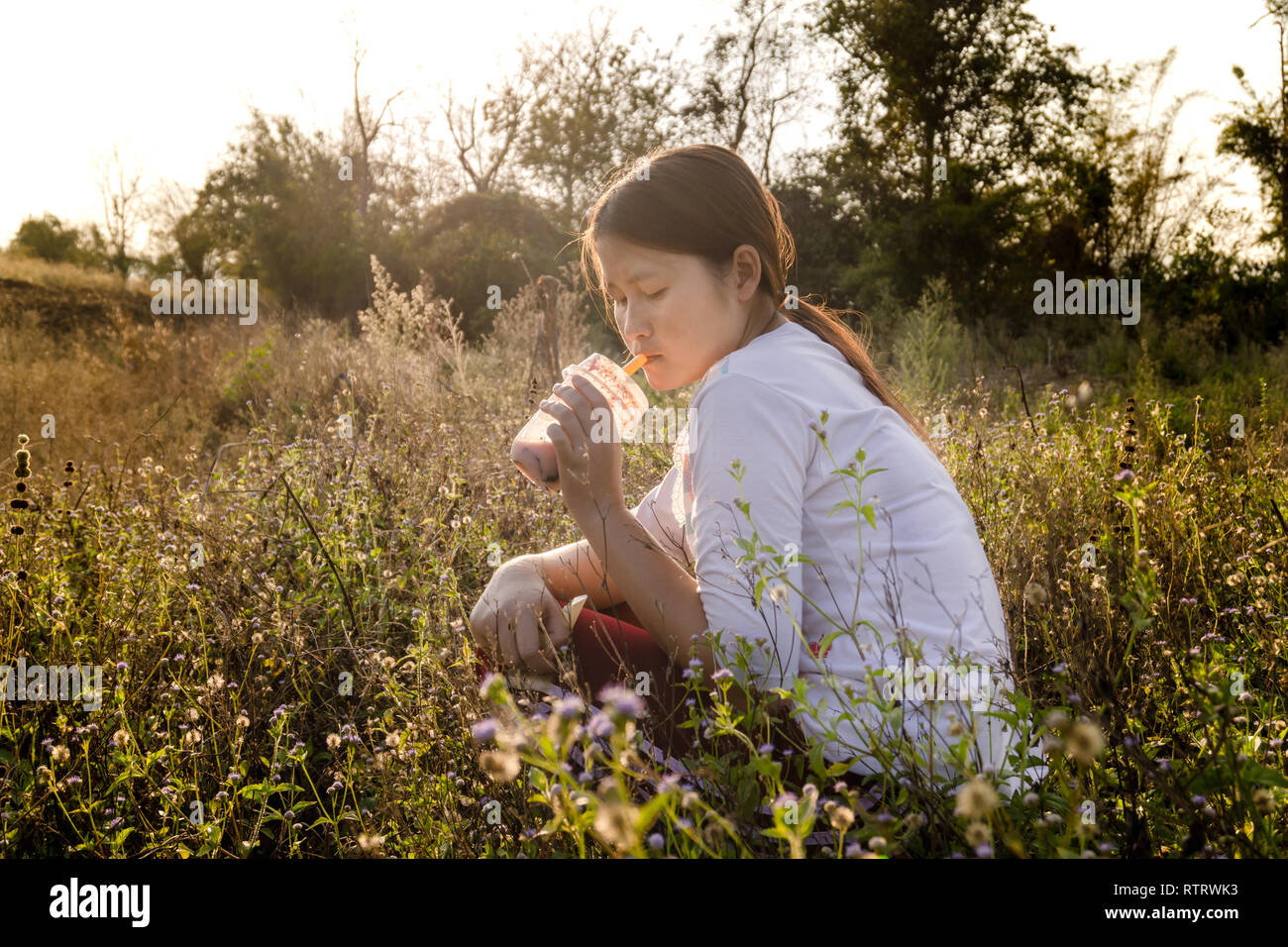 Boba bere il tè in prati, la luce del tramonto. Foto Stock