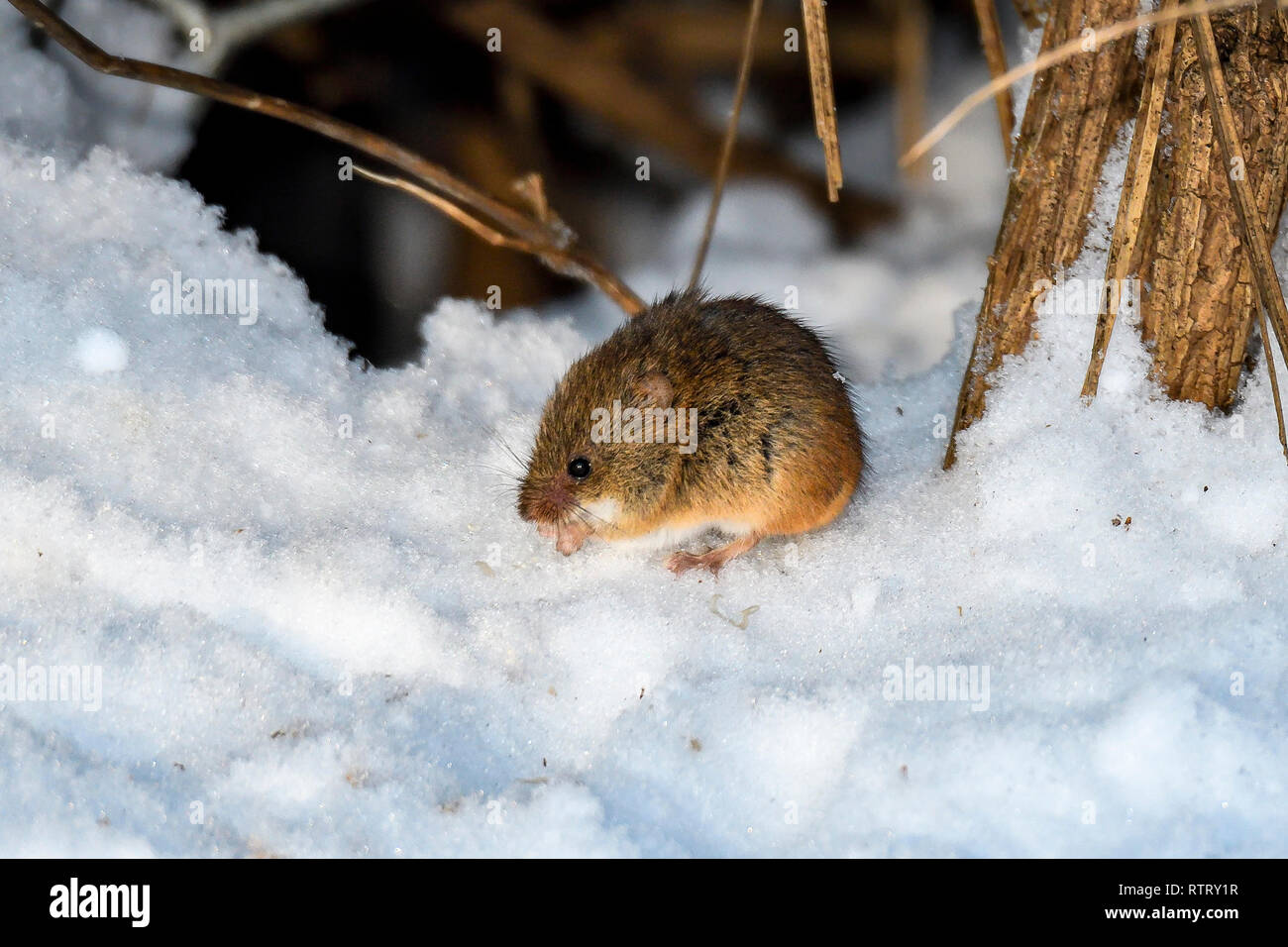 FielAd vole è scavare fuori i semi dalla neve. Foto Stock