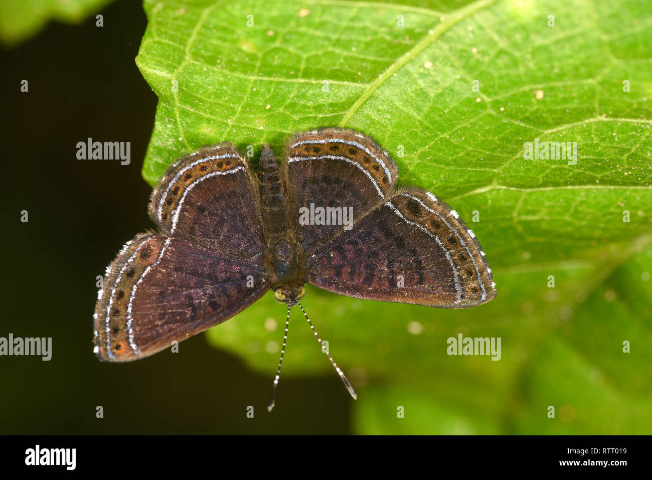 Barnes Metalmark Butterfly (Detritivora barnesi) in appoggio sulla lamina, Parco Nazionale di Soberania, Panama, ottobre Foto Stock