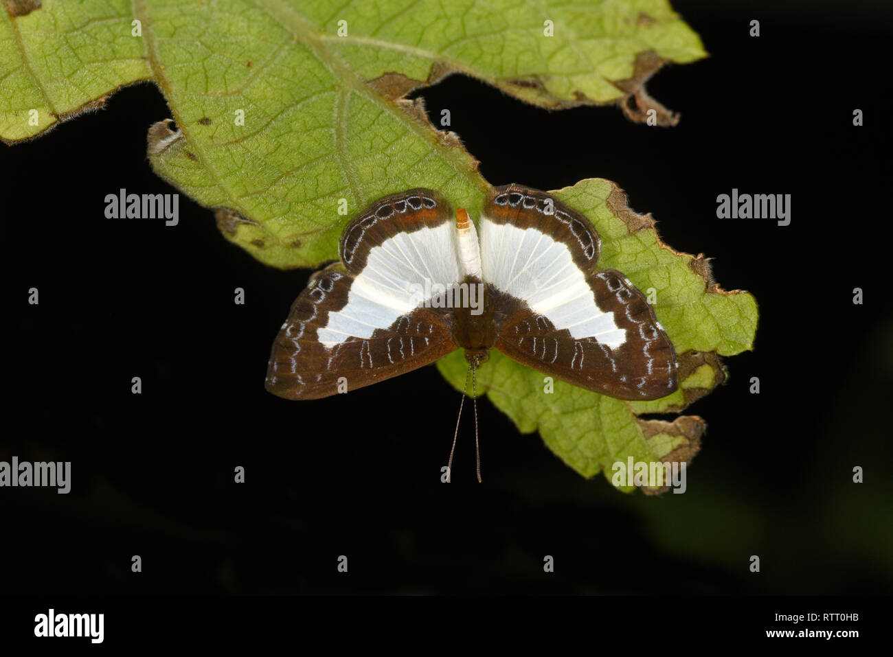 Molpe Metalmark Butterfly (Juditha caucana) in appoggio sulla lamina, Soberania Nationa Park, Panama, ottobre Foto Stock
