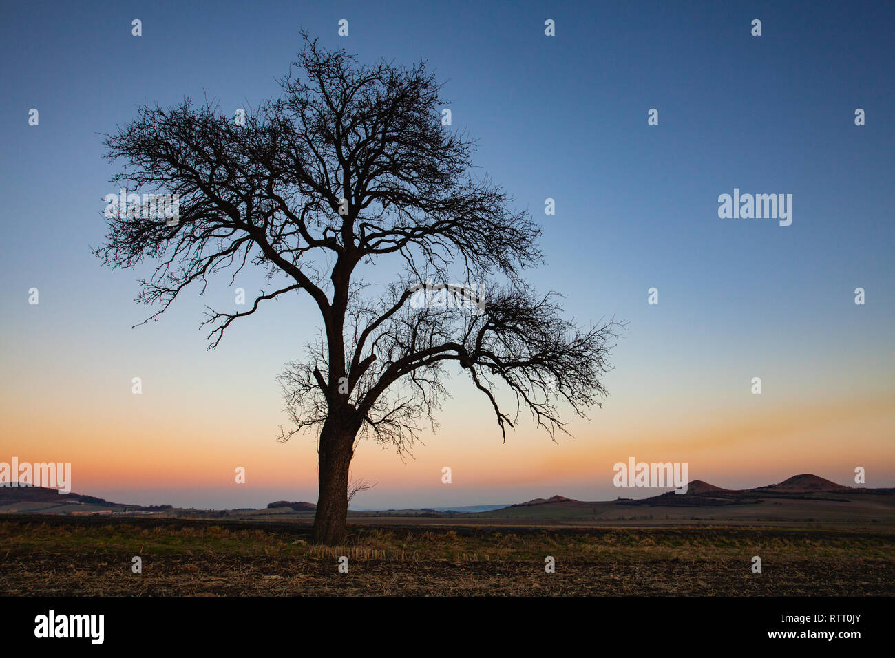 Albero solitario nella Boemia centrale Uplands, Repubblica Ceca. Boemia centrale di montagna o di Boemia centrale Highlands è una catena montuosa situata in northe Foto Stock