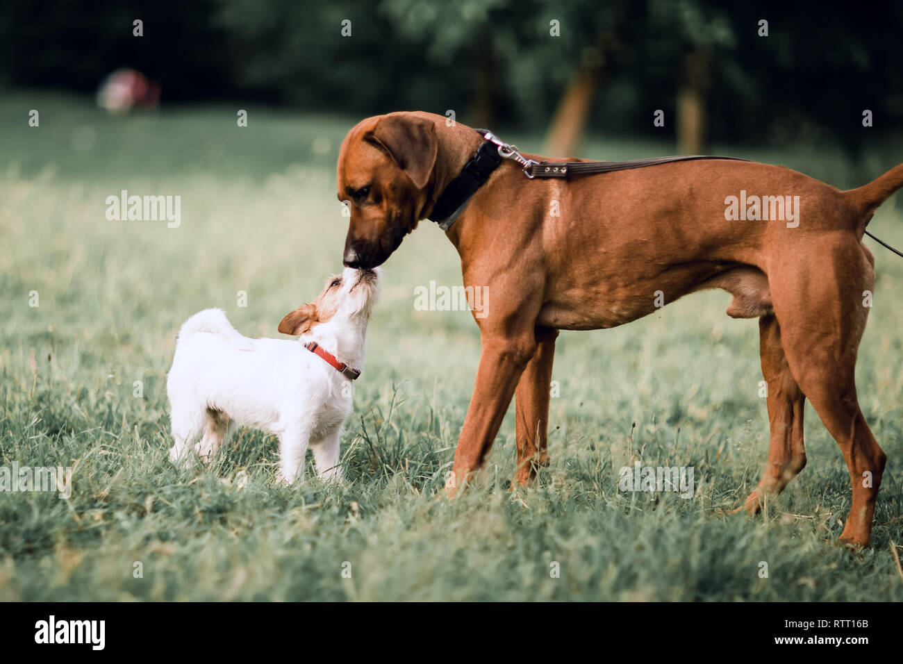 Due amici Fox Terrier e Ridgeback rhodesiano, per una passeggiata nel parco di estate Foto Stock