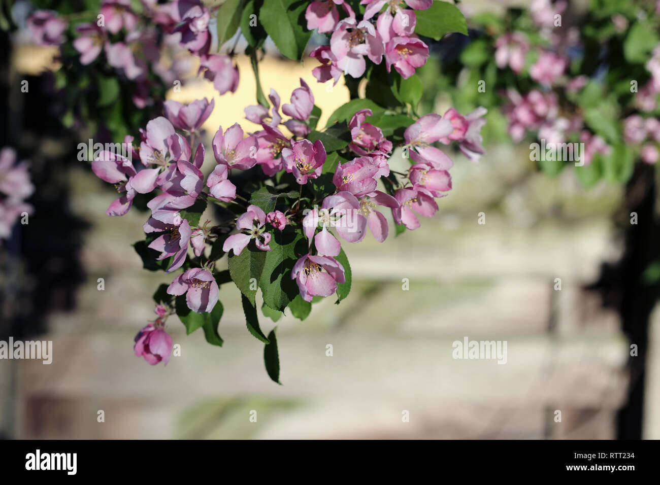 Rosa fiori di ciliegio in un ramo di albero durante una soleggiata giornata di primavera. Bella, carino e fiori femminili. Un primo piano immagine. Immagine a colori. Foto Stock