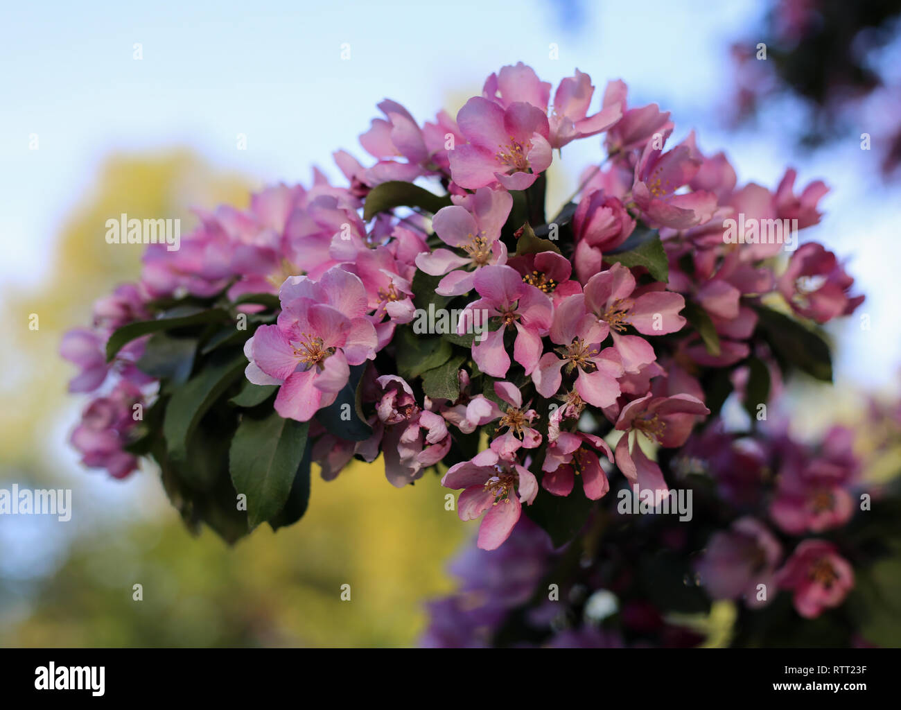 Rosa fiori di ciliegio in un ramo di albero durante una soleggiata giornata di primavera. Bella, carino e fiori femminili. Un primo piano immagine. Immagine a colori. Foto Stock