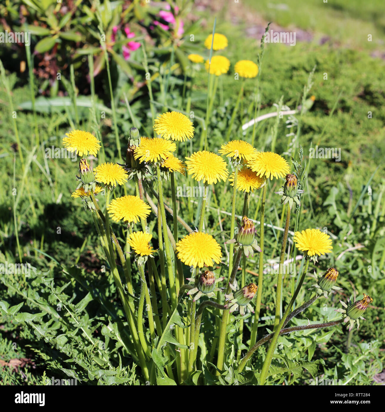 Bellissimo il tarassaco giallo su un prato verde. Fotografato in un parco durante una soleggiata giornata di primavera in Finlandia. Bella immagine a colori della bellezza della natura Foto Stock